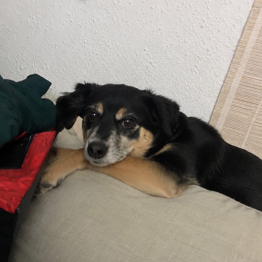 Noa