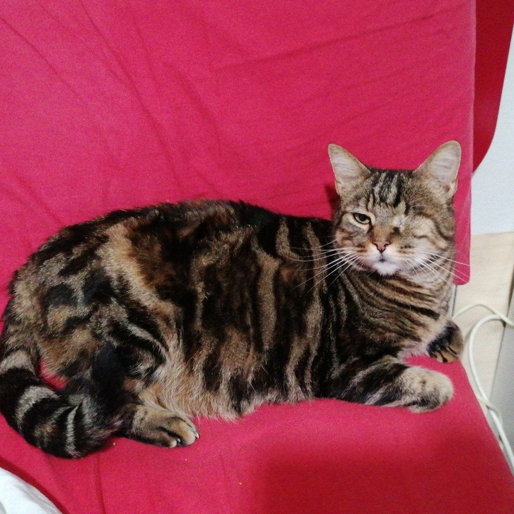 Margherita