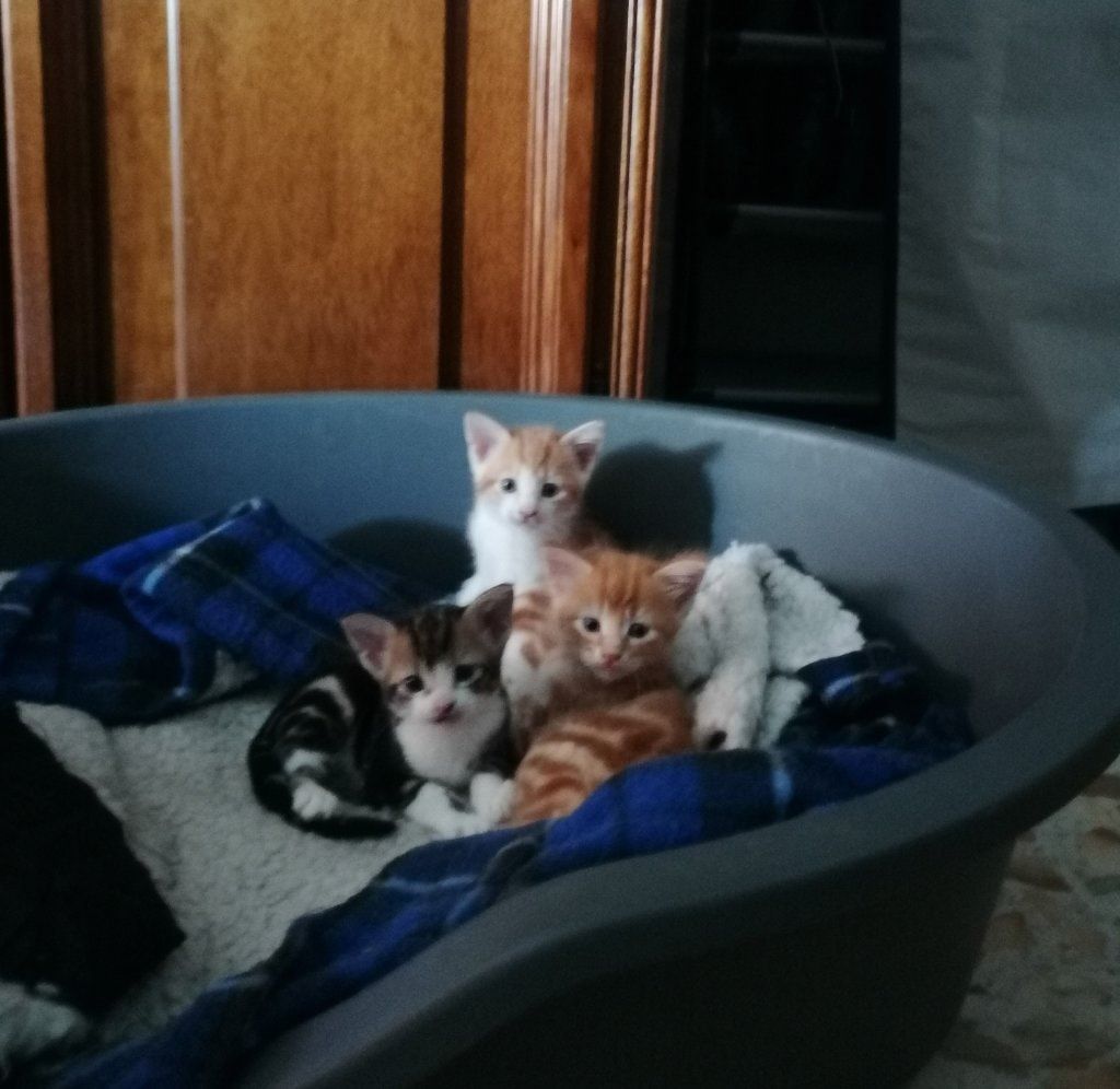 image-4