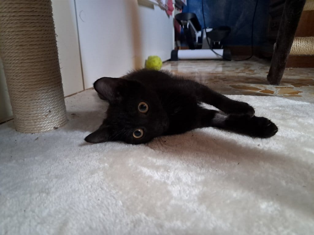 Merlino