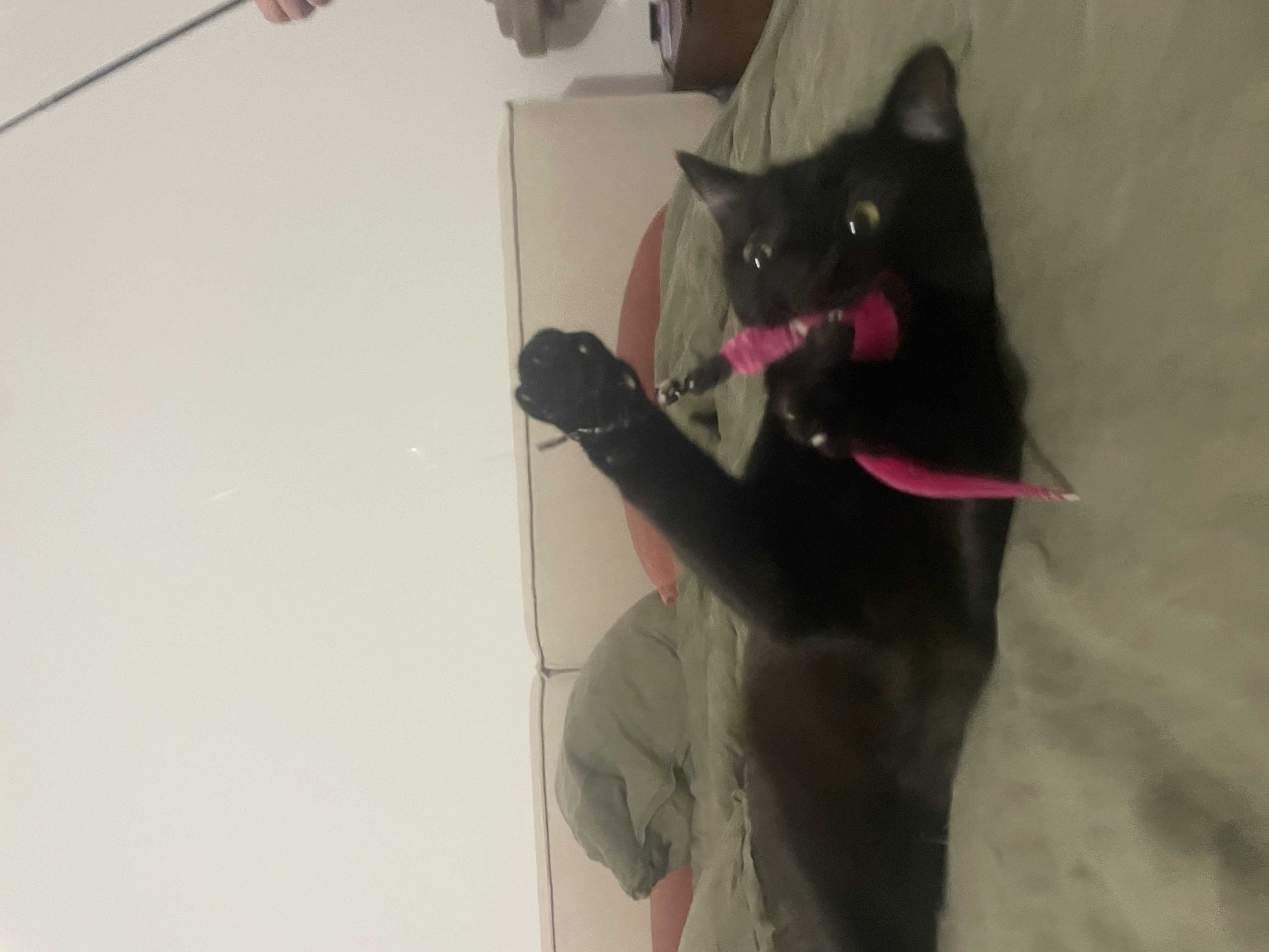 image-7