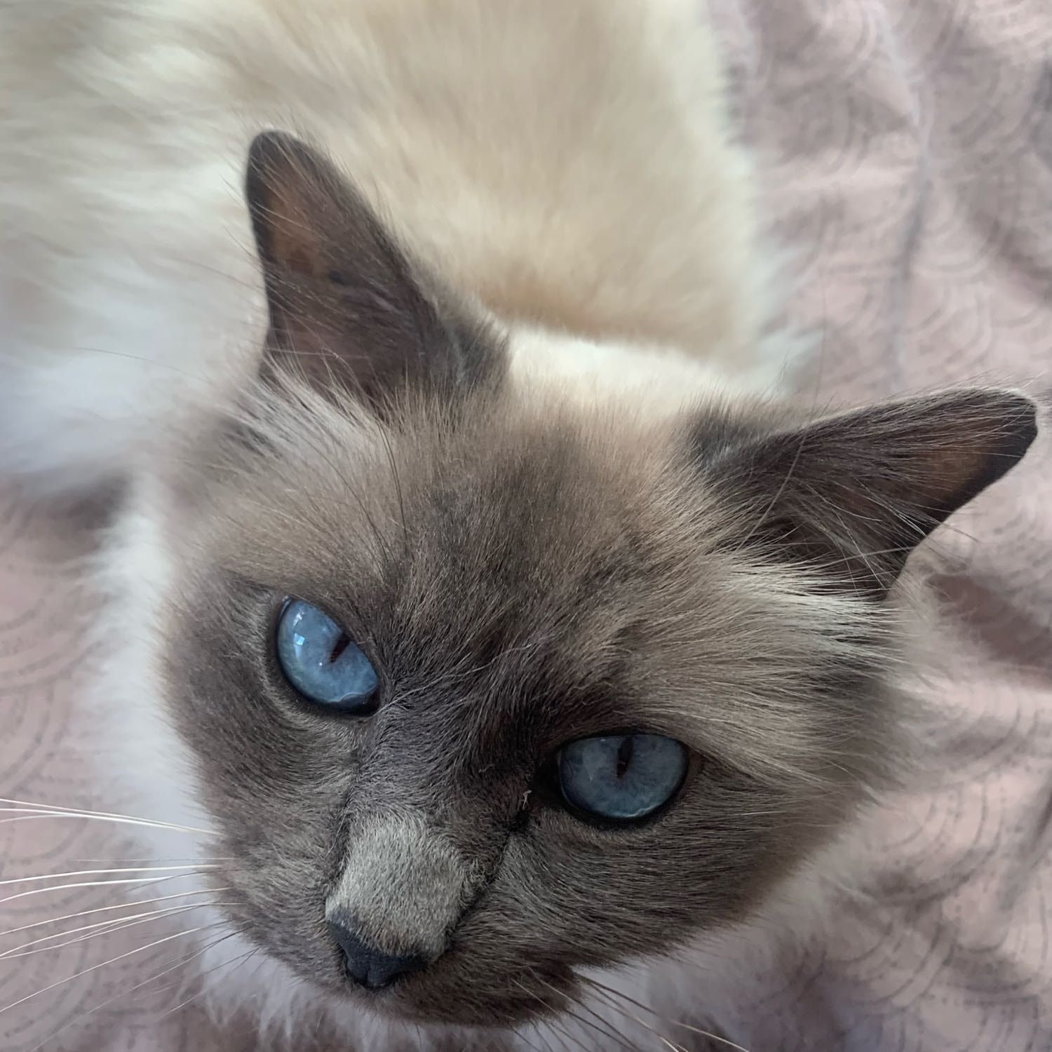 Elvis