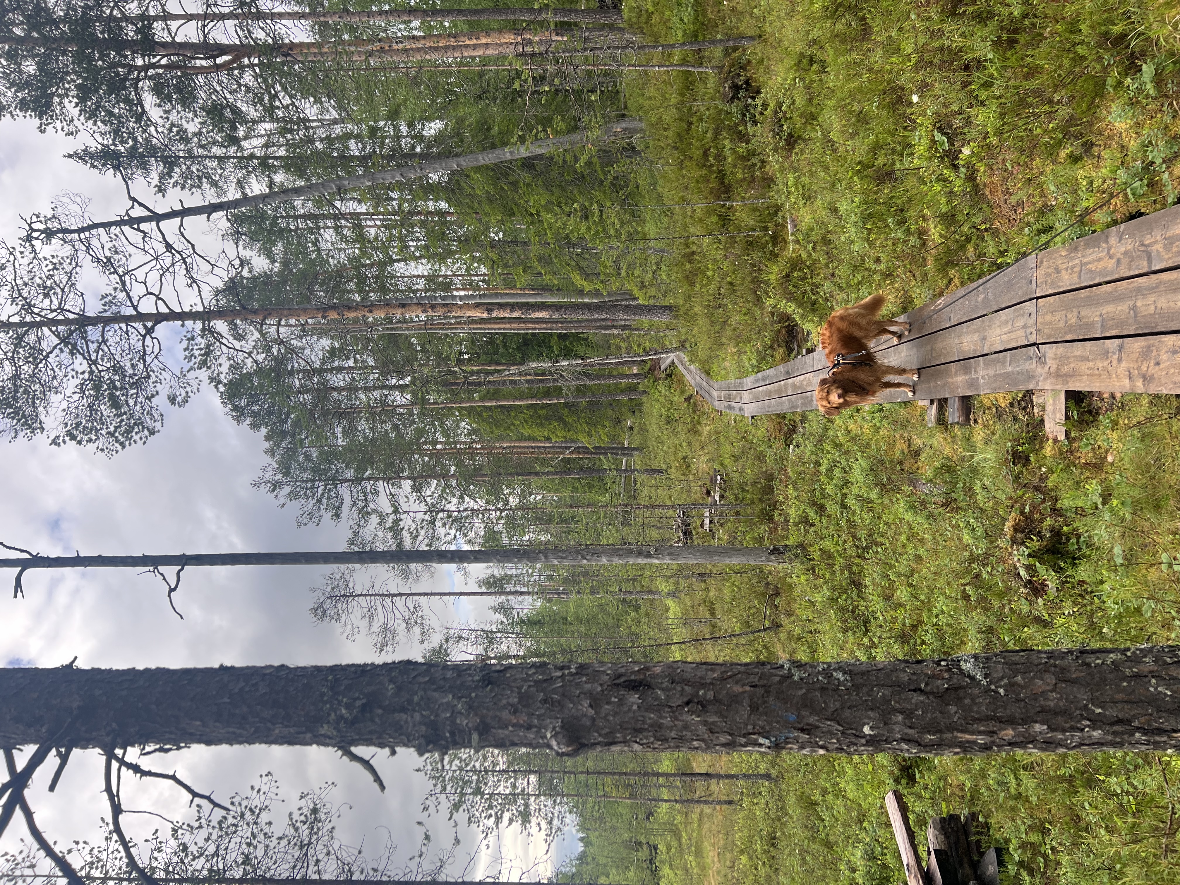 image-3