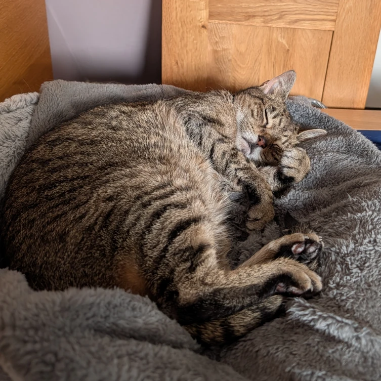 bella