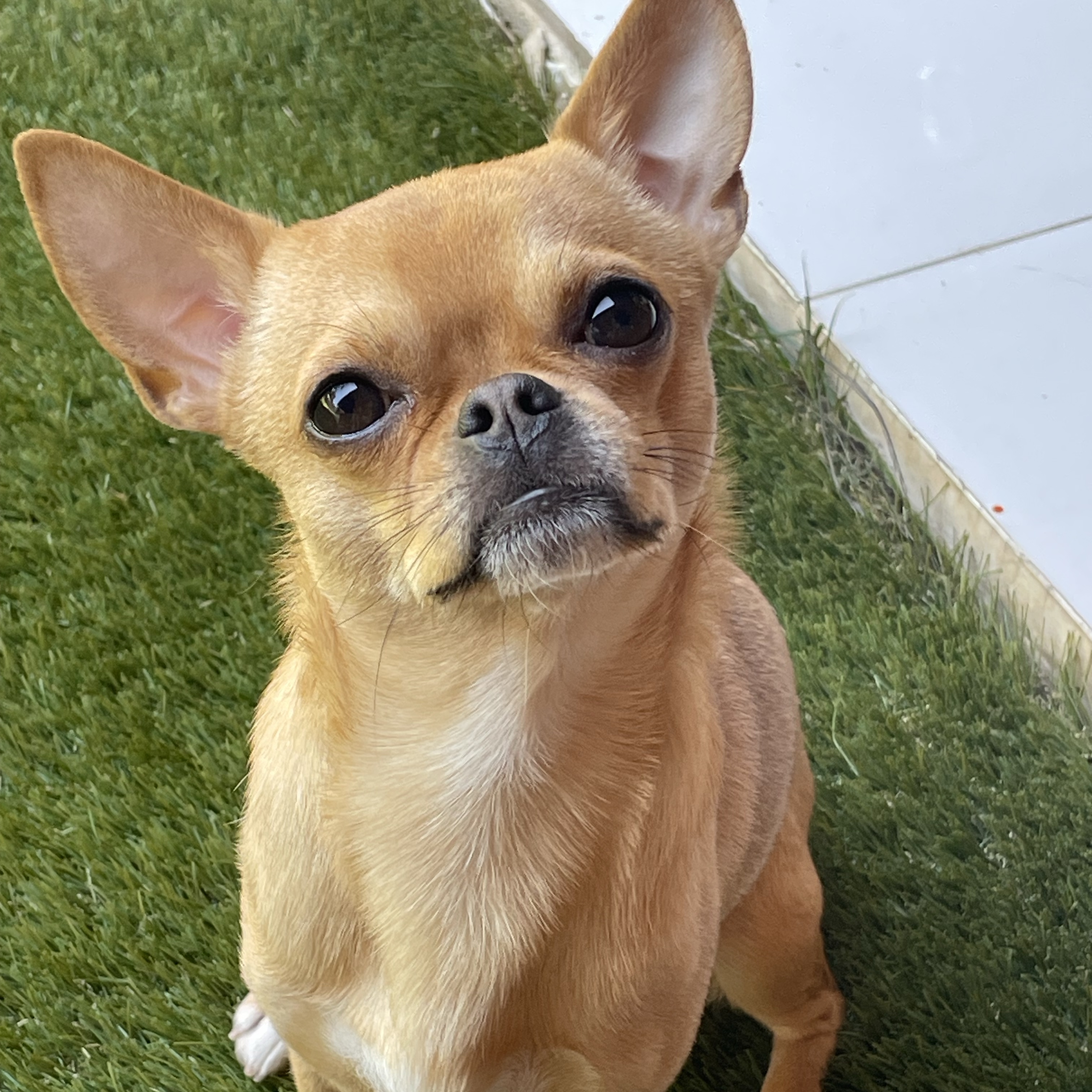 Milo