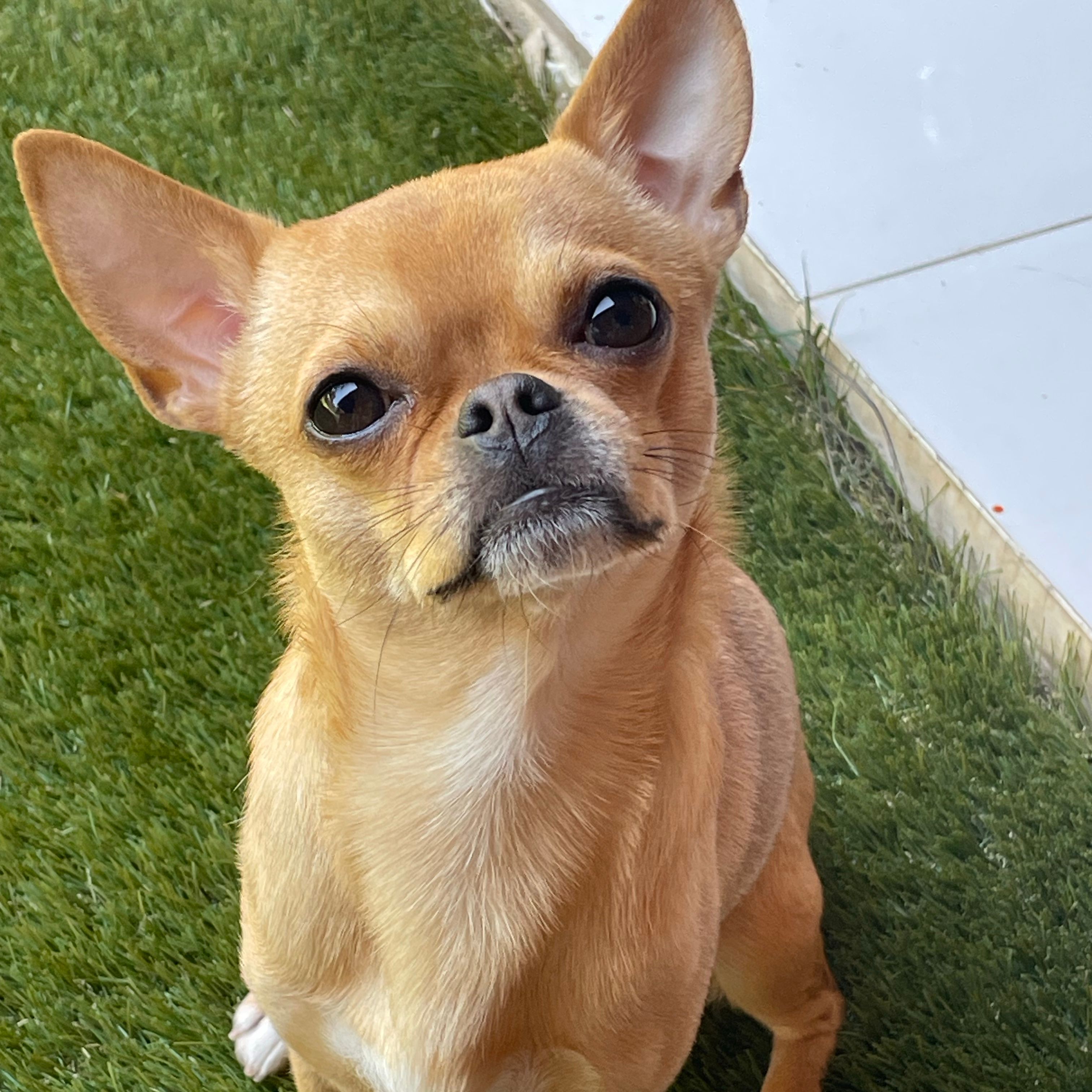Milo