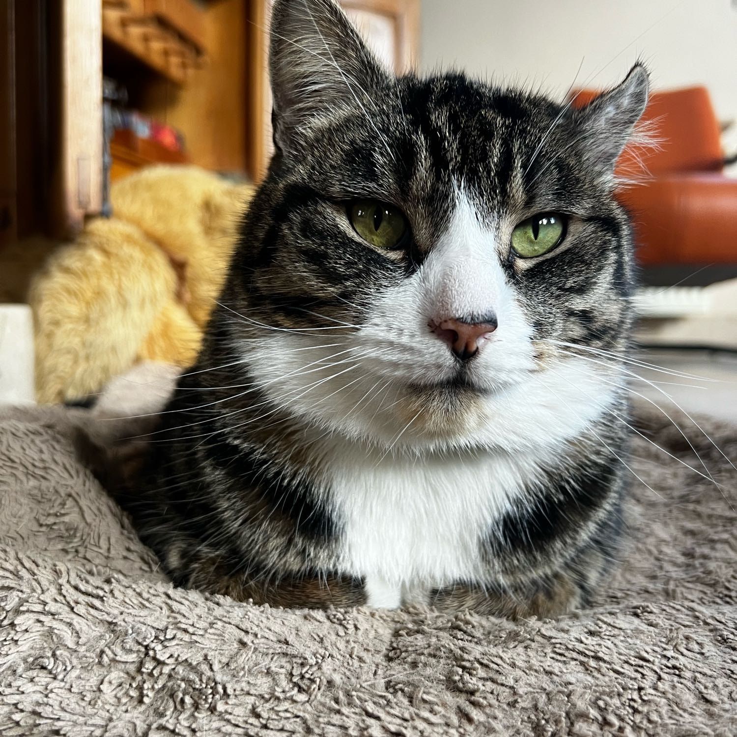 Zoro
