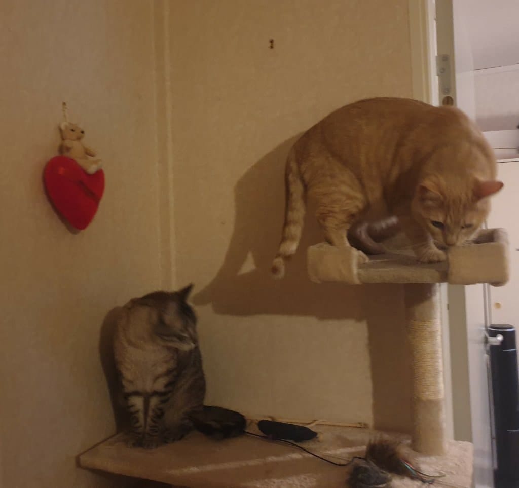 image-31