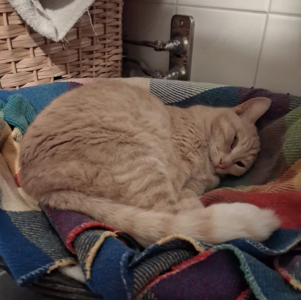 Loki