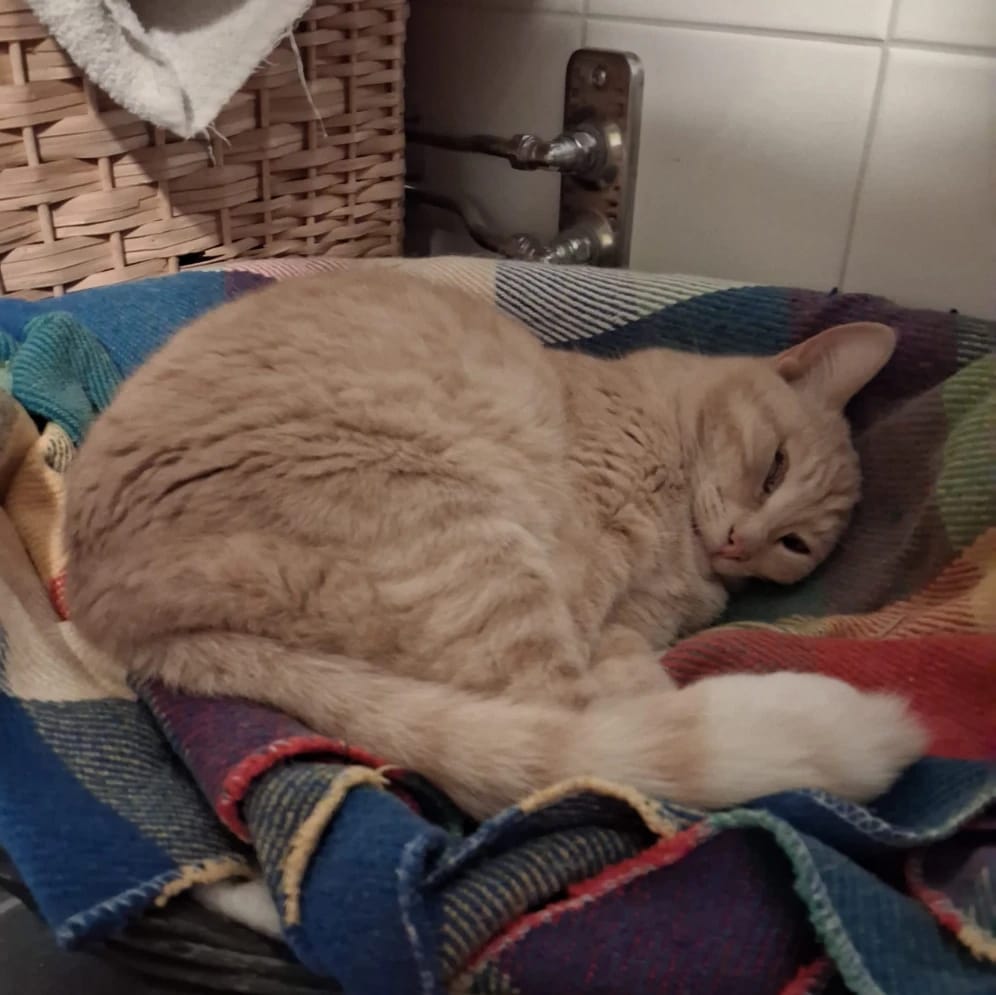 Loki