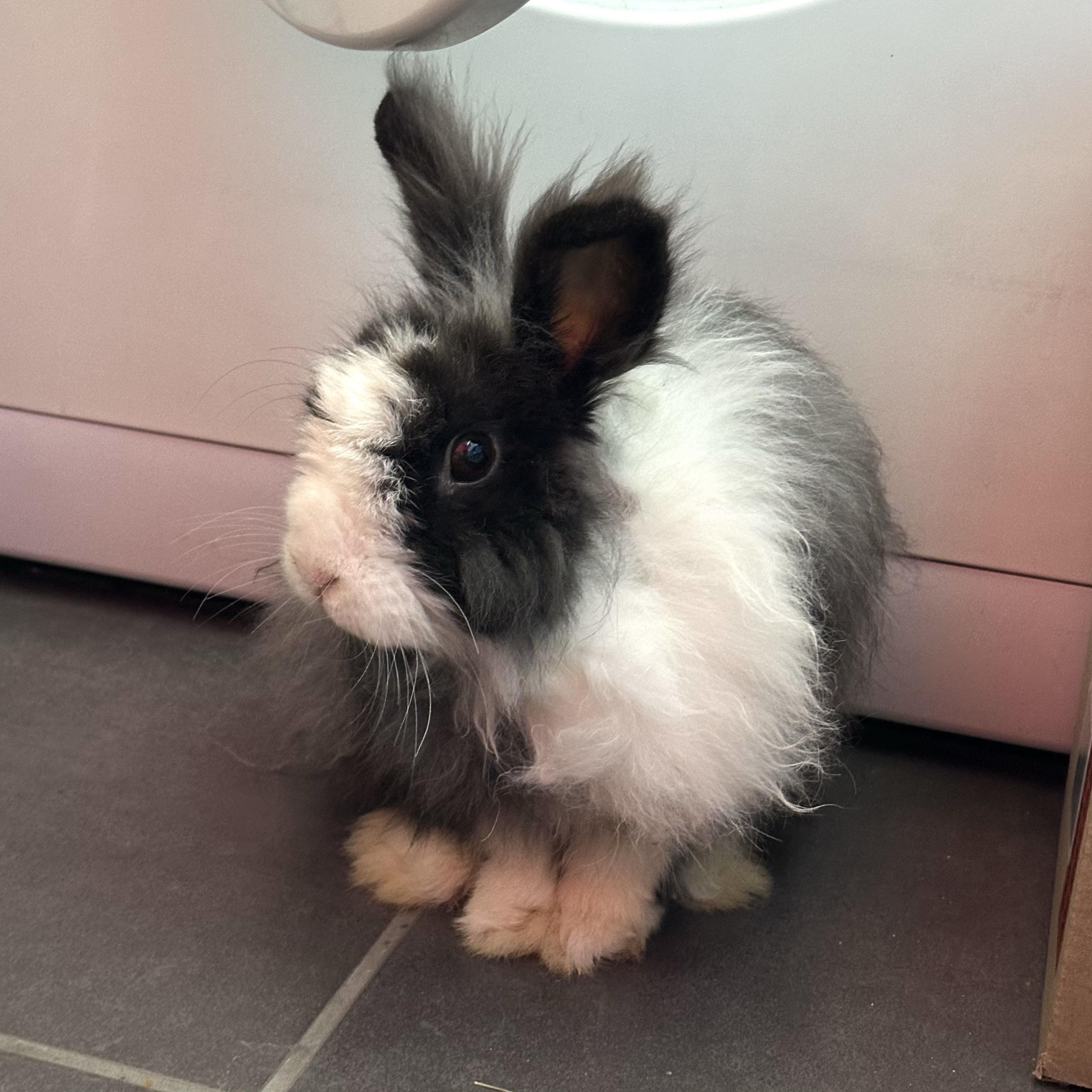 Bunny 