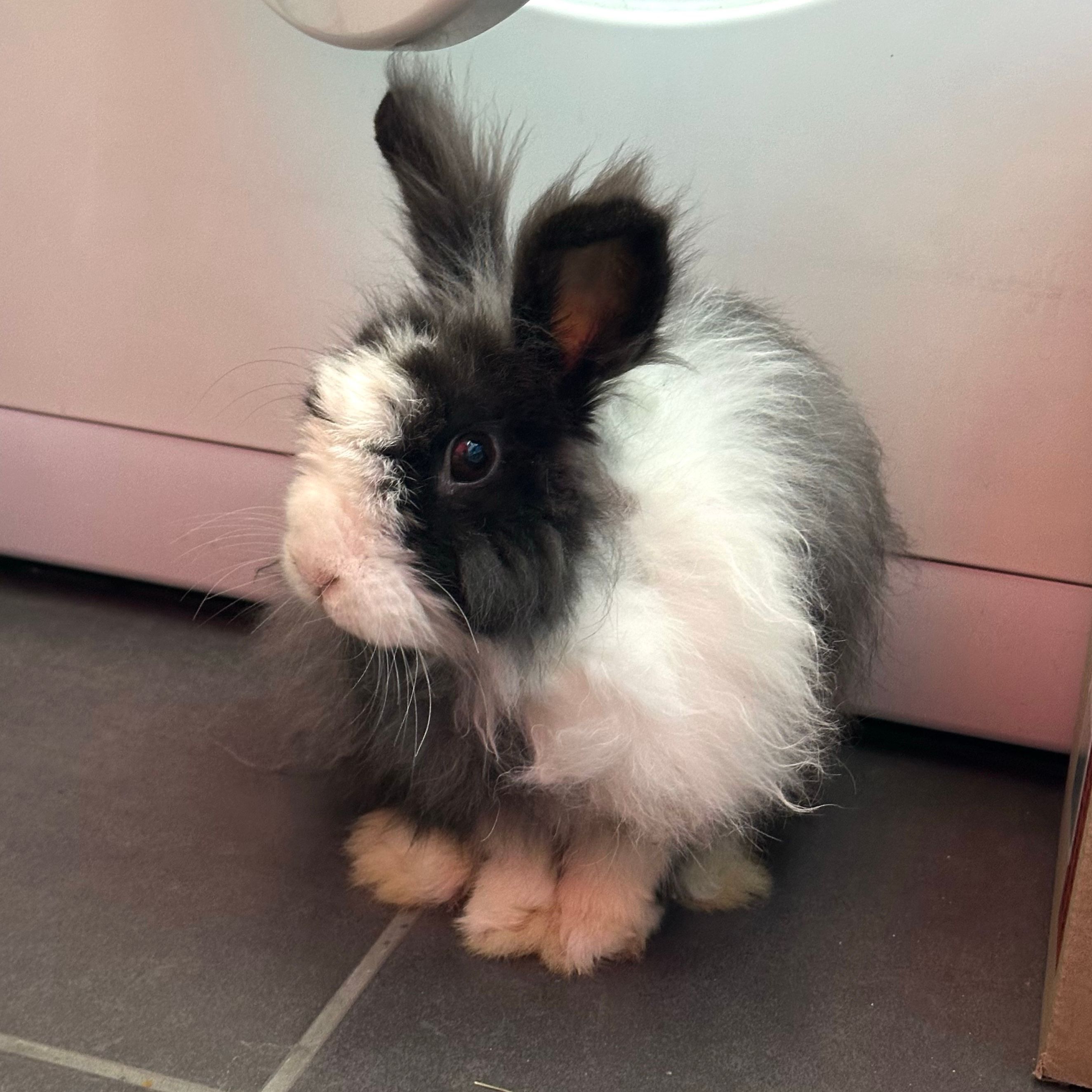 Bunny