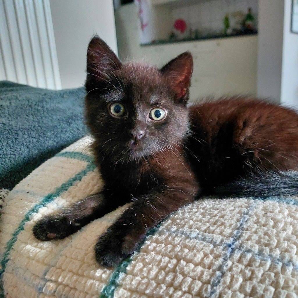 Doris