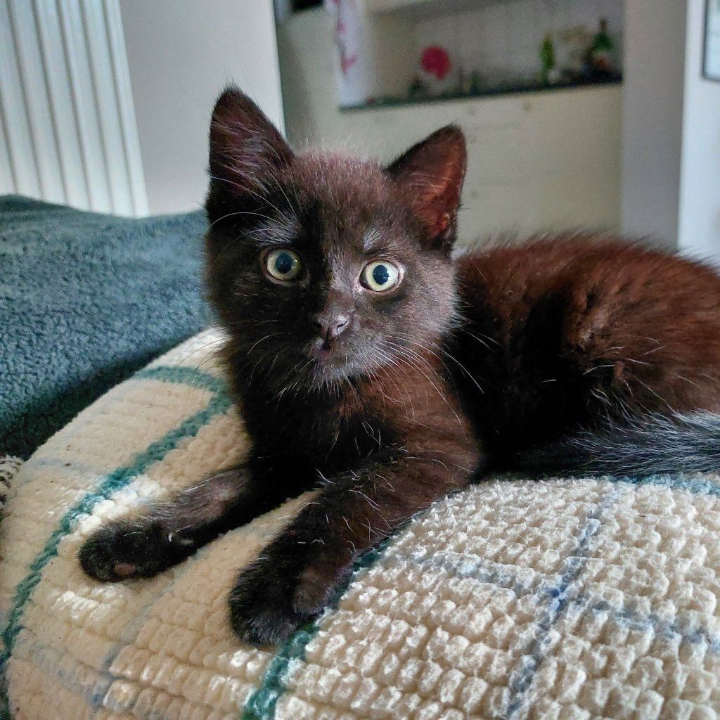 Doris