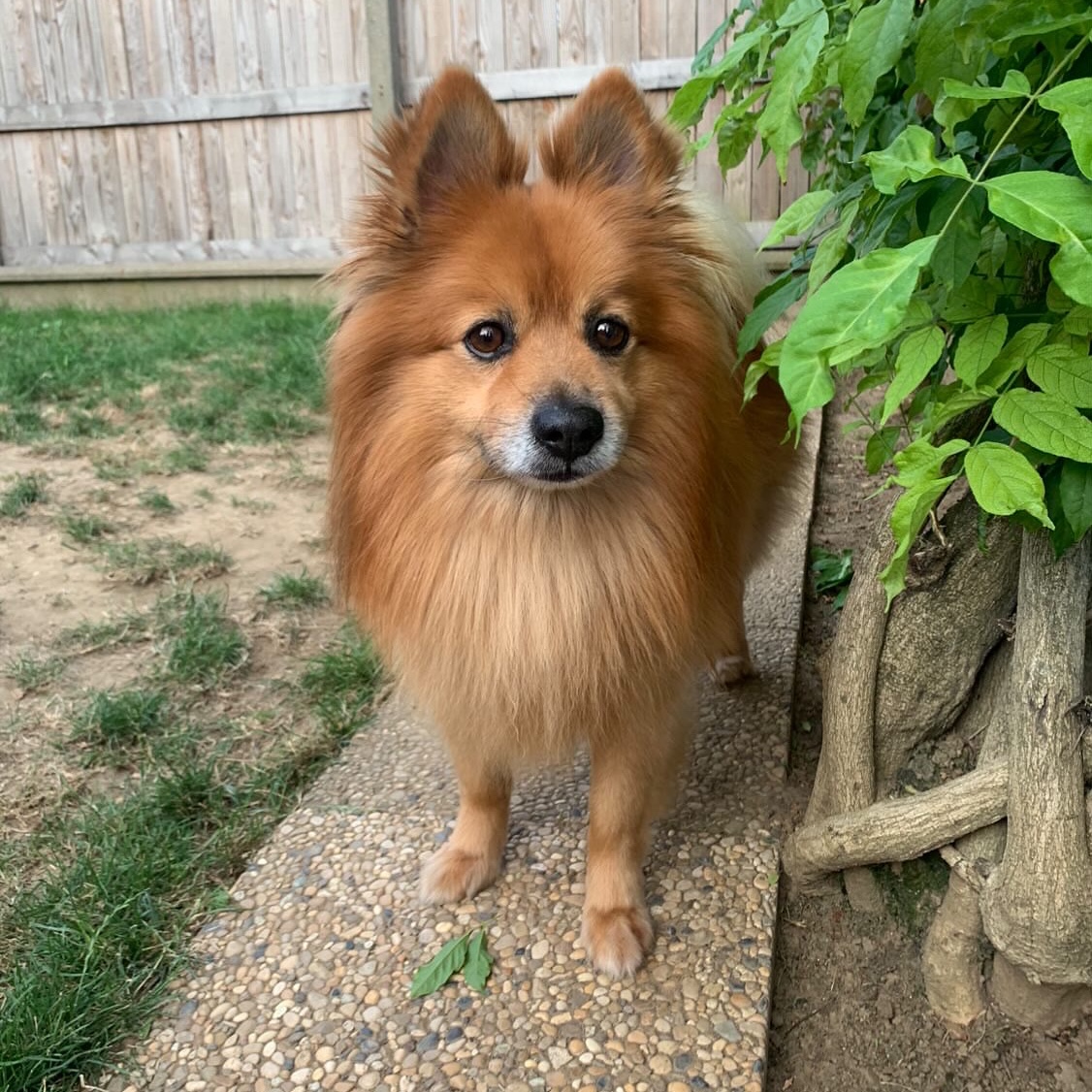 Mowgli
