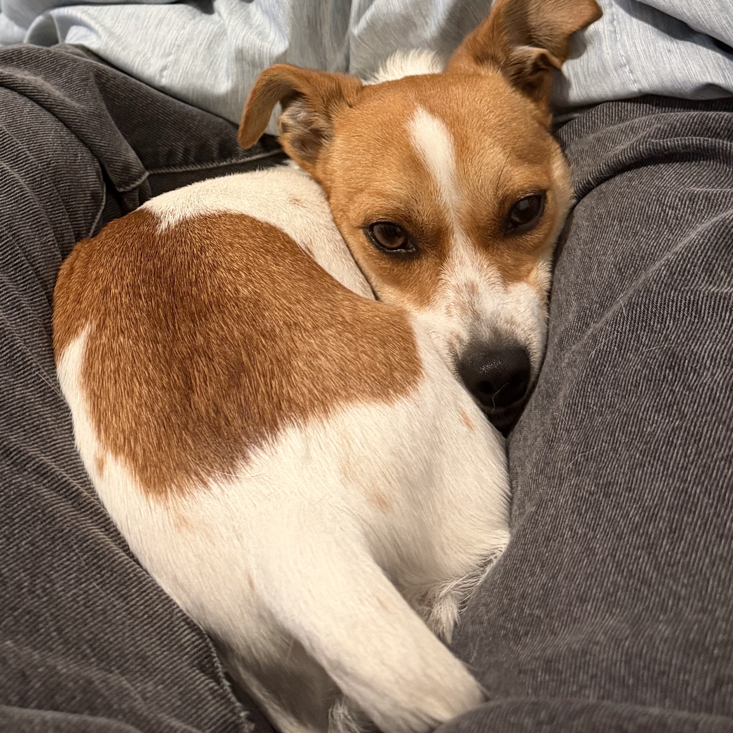 Yuki 