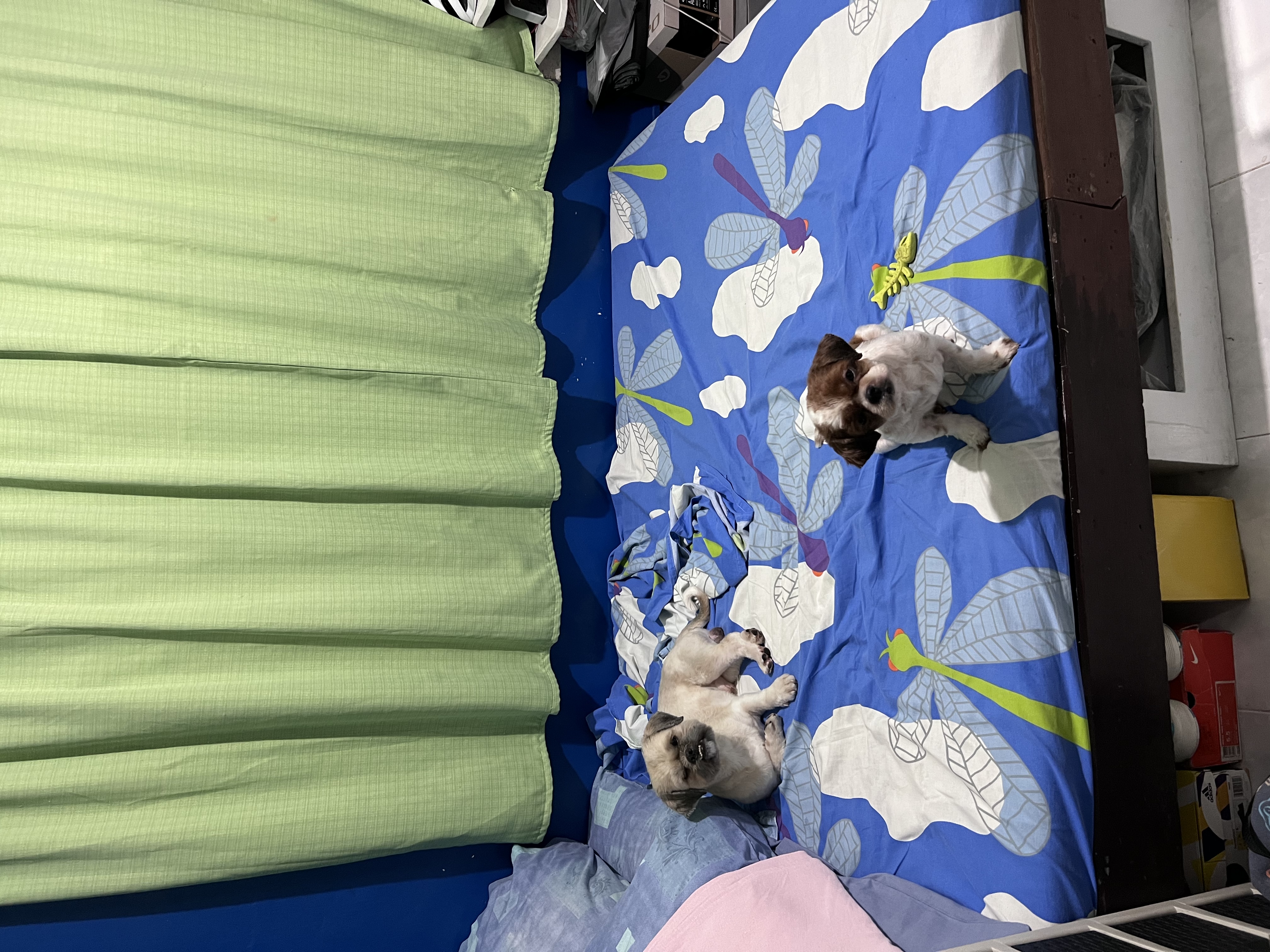 image-12