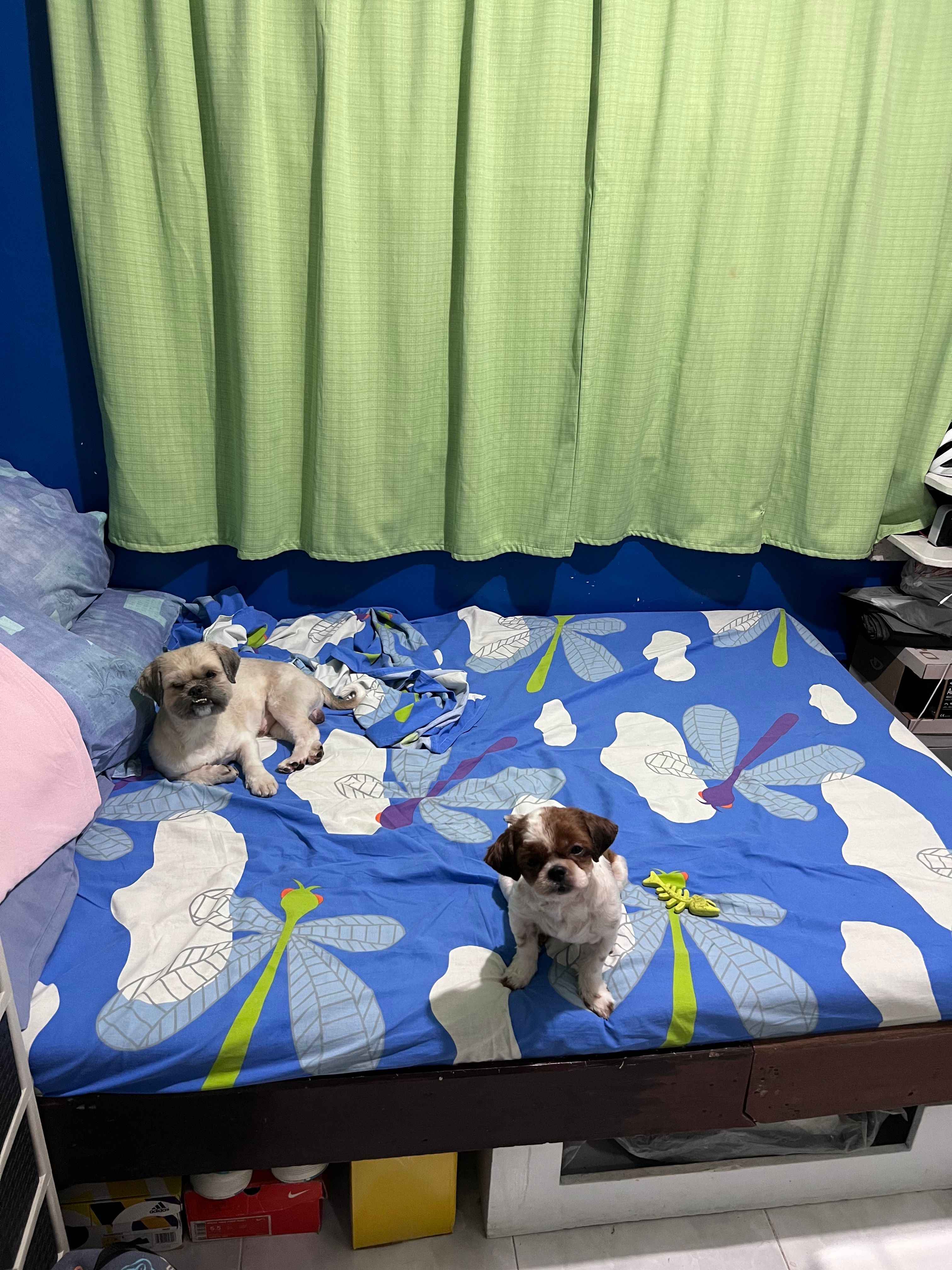 image-12