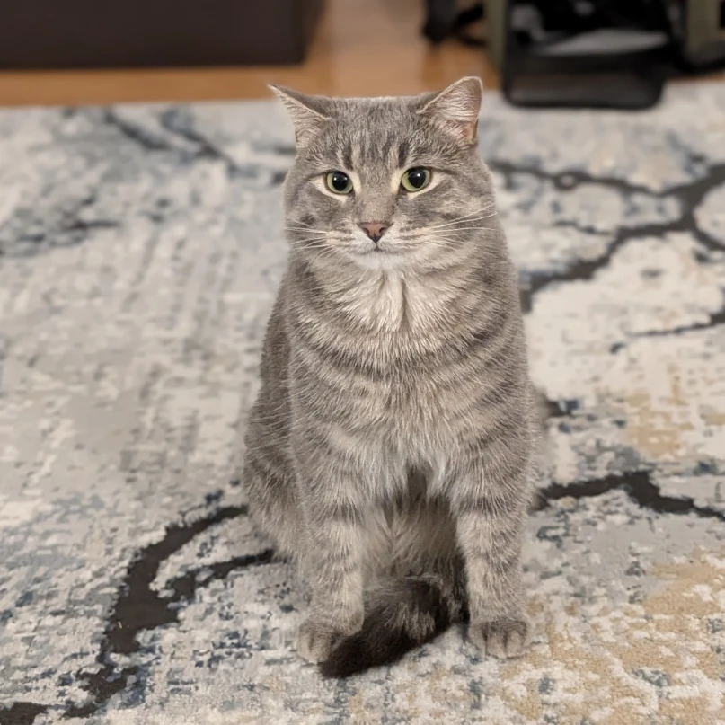 Mochi 