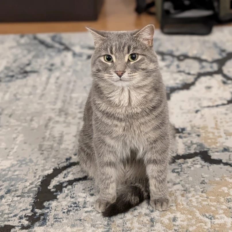 Mochi