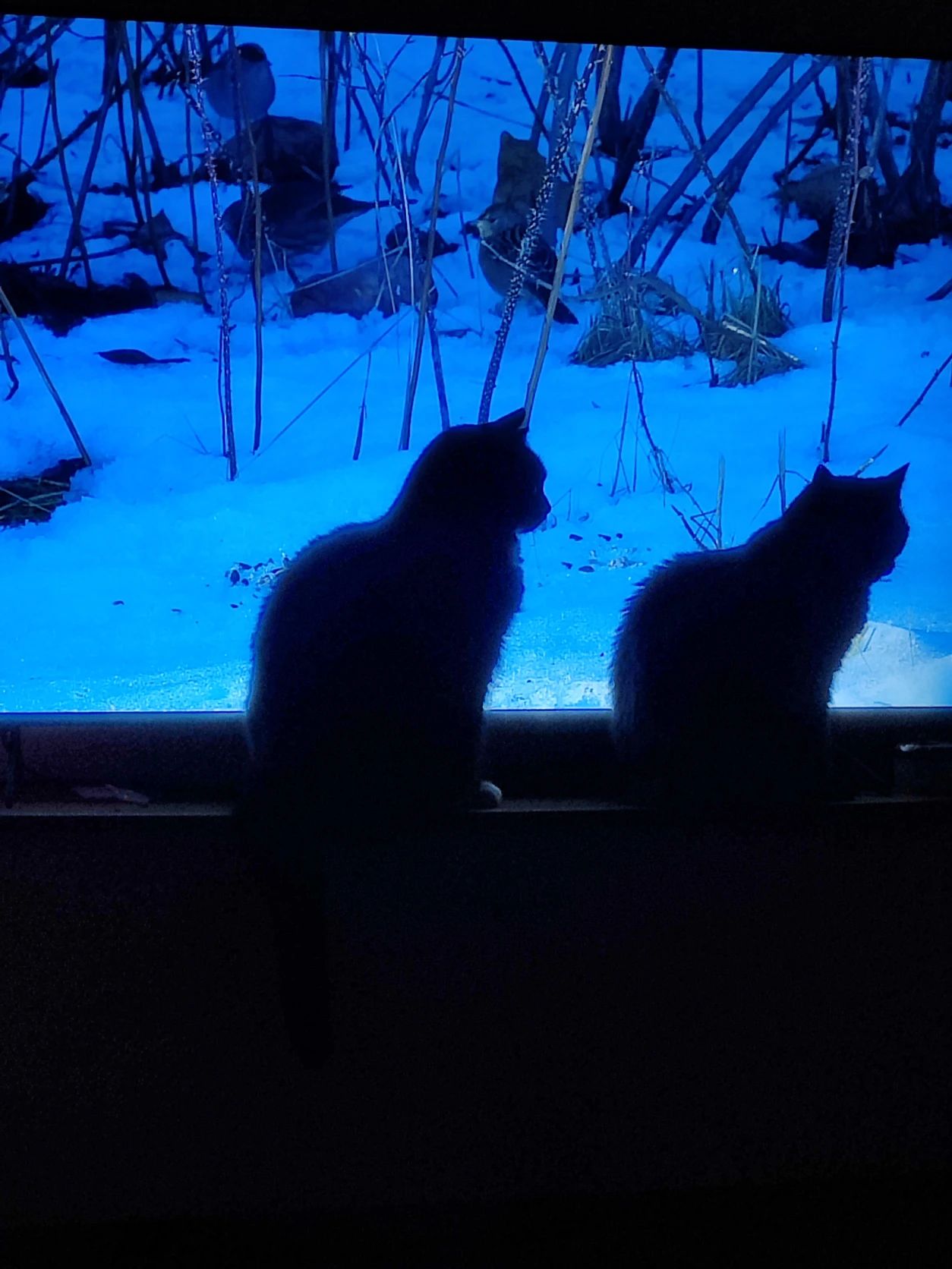 image-21