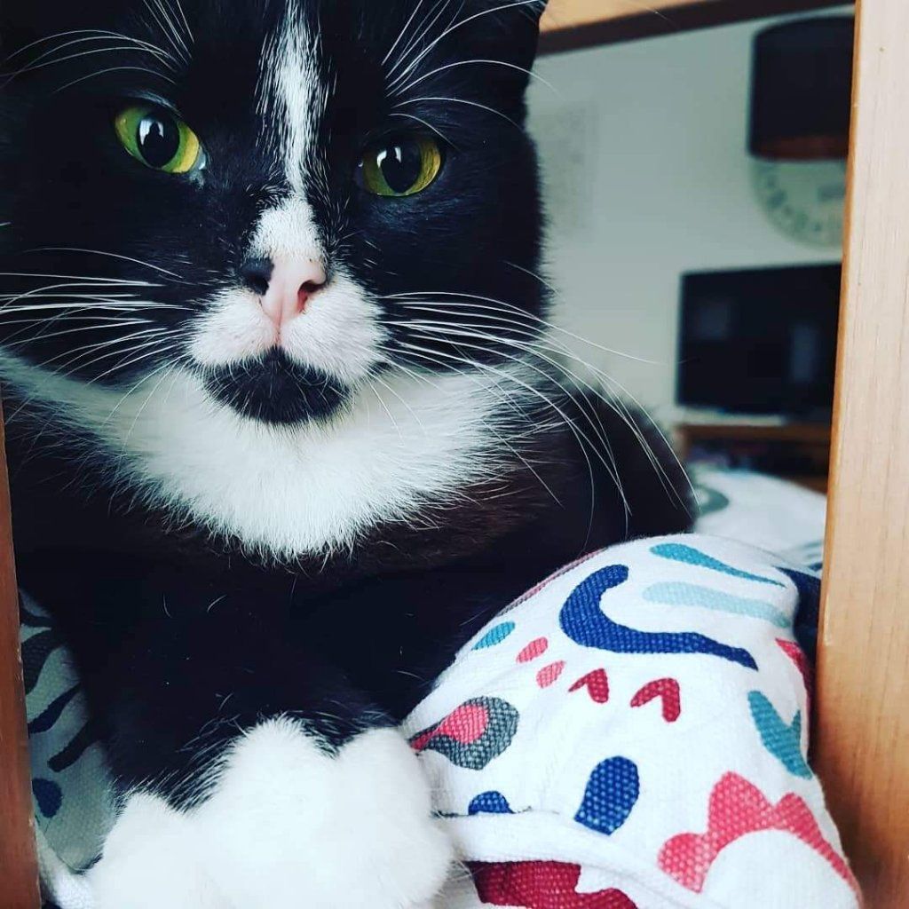 Lou