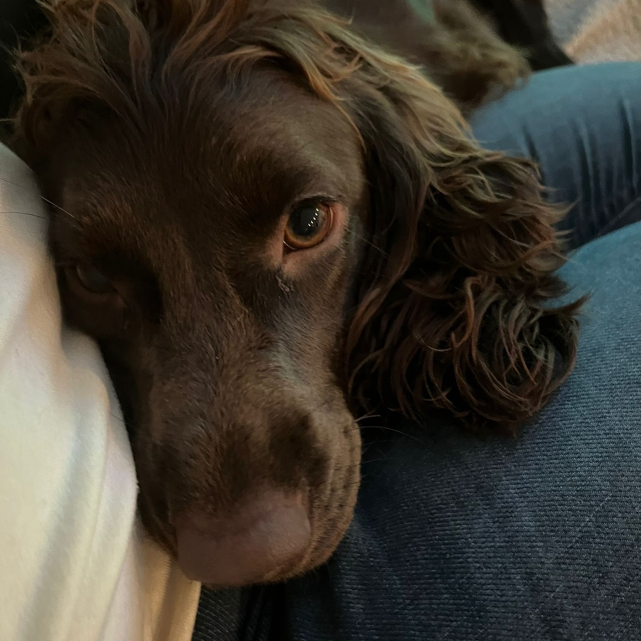 Bonnie 