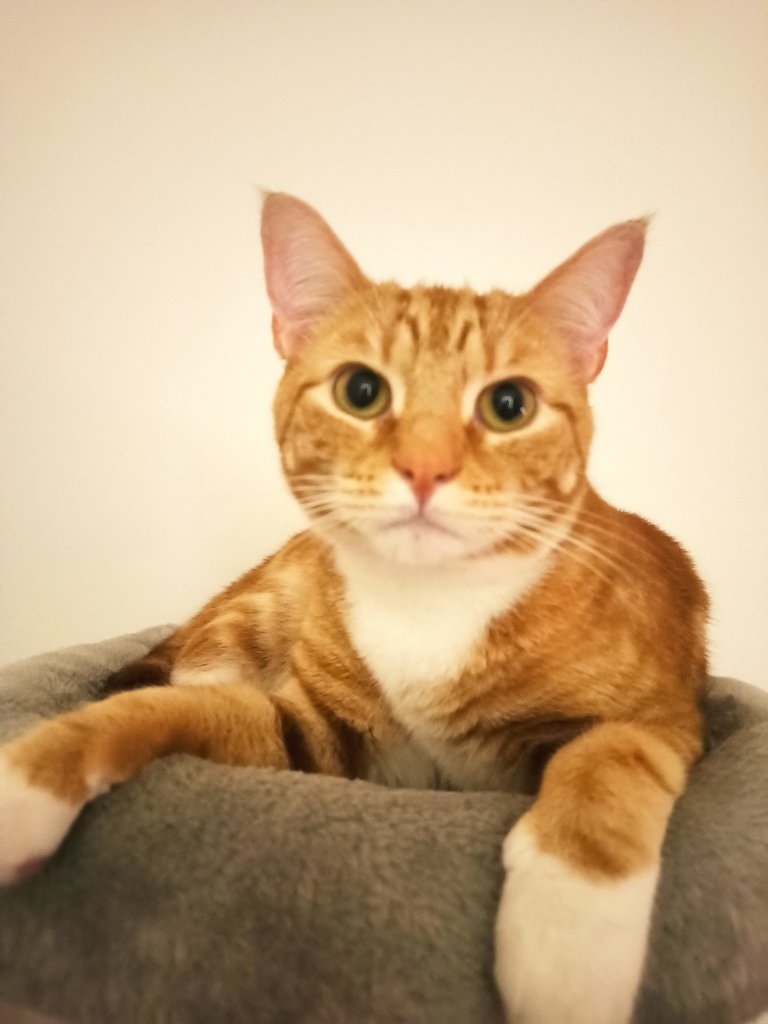 Beemo