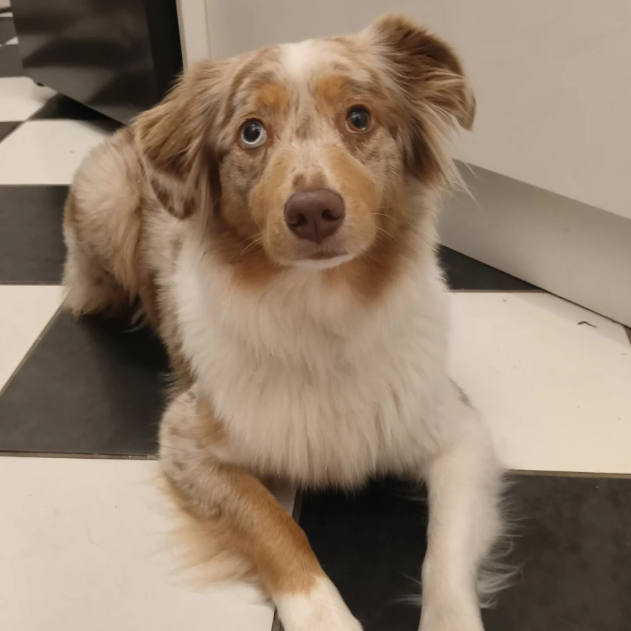Freyja 