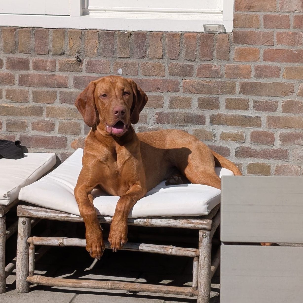 Otto