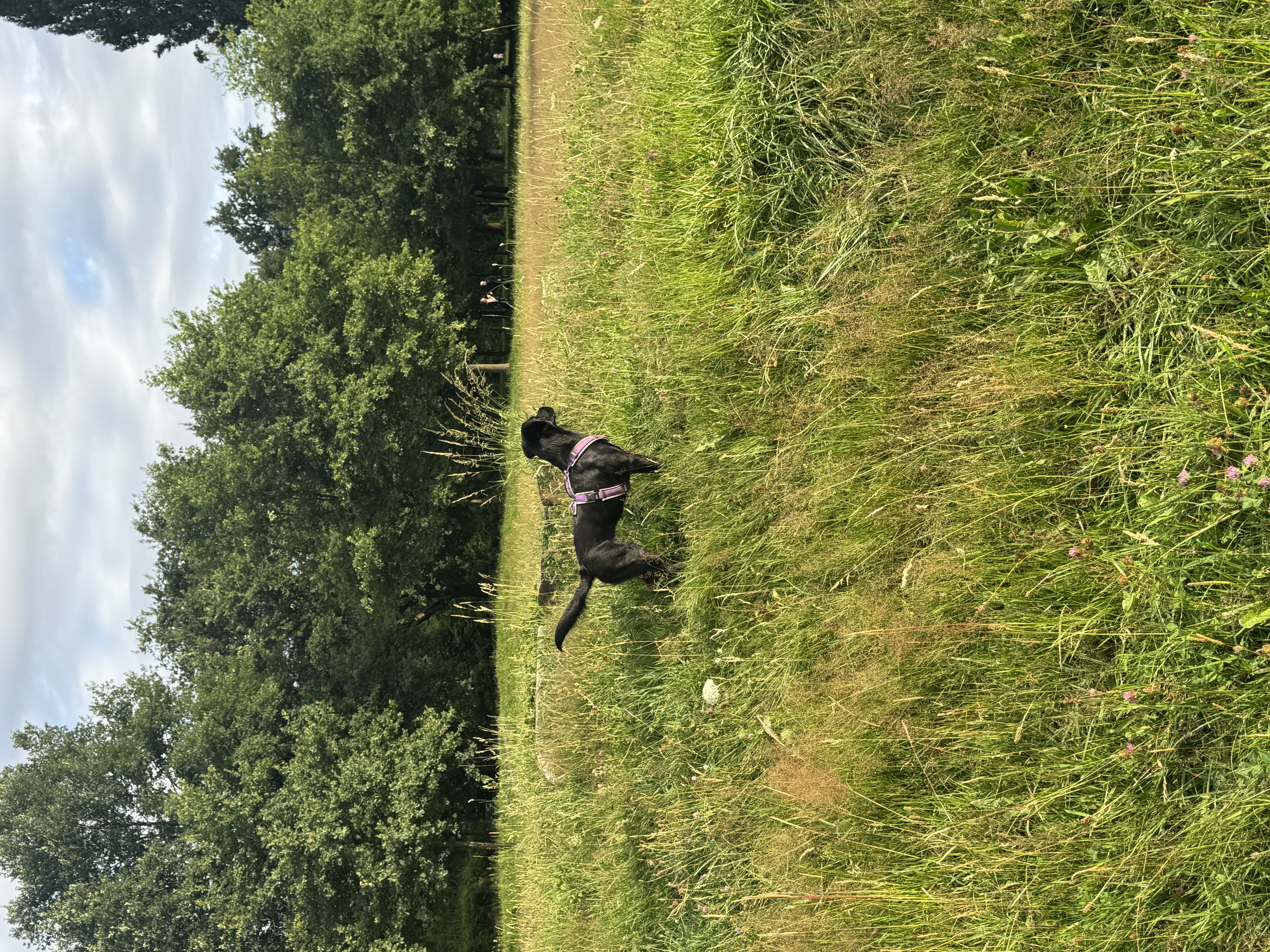 image-7