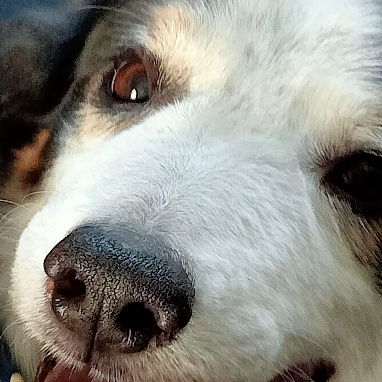Faelan