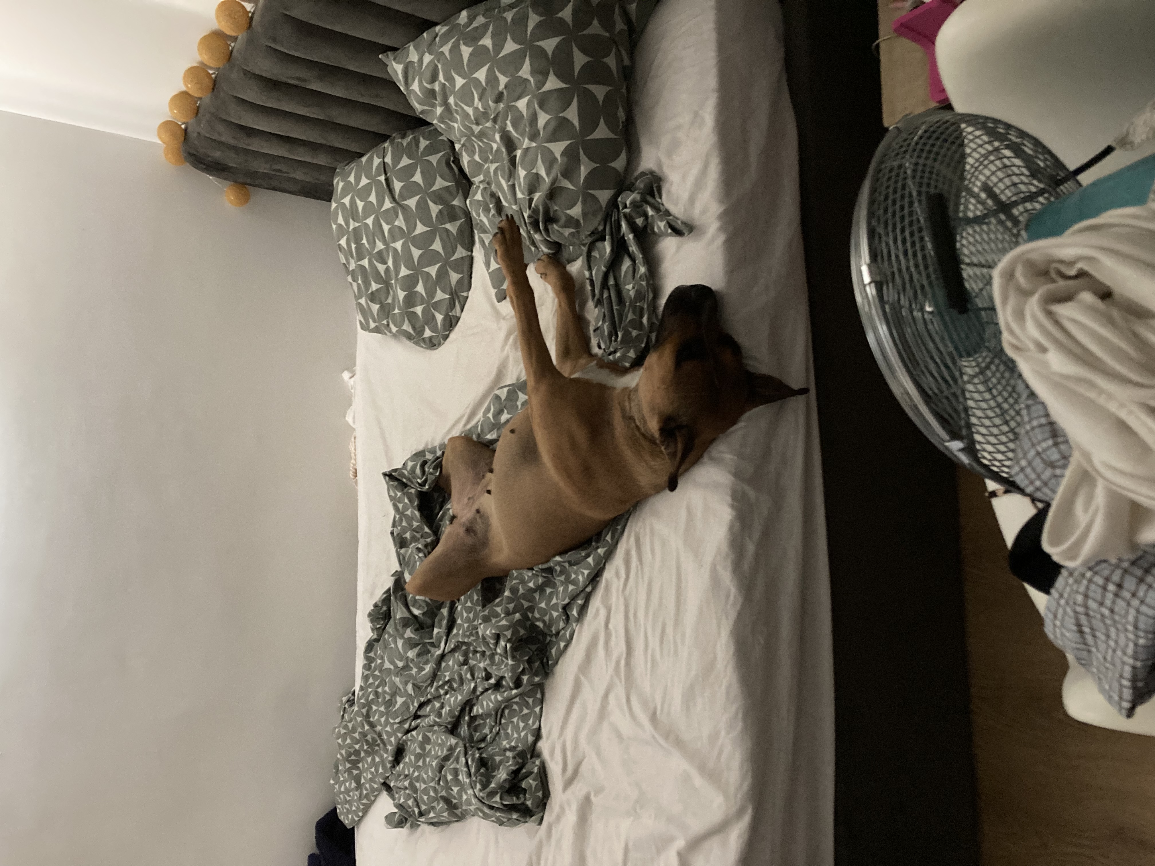 image-7