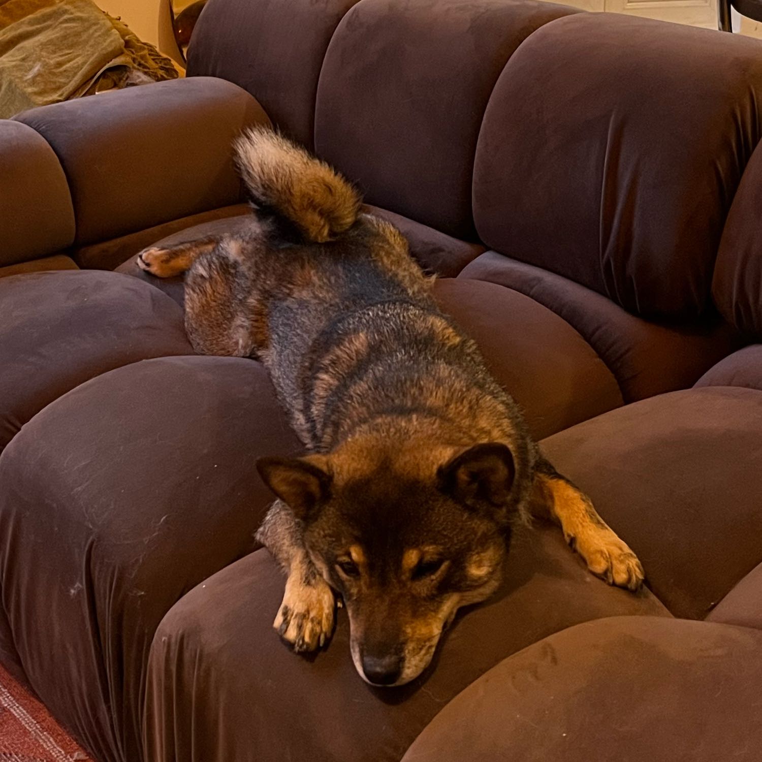 Kimi