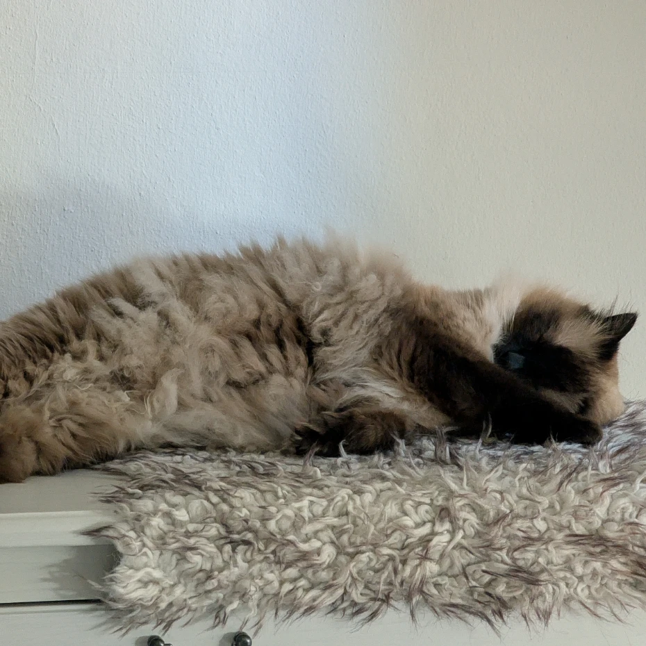 Miko