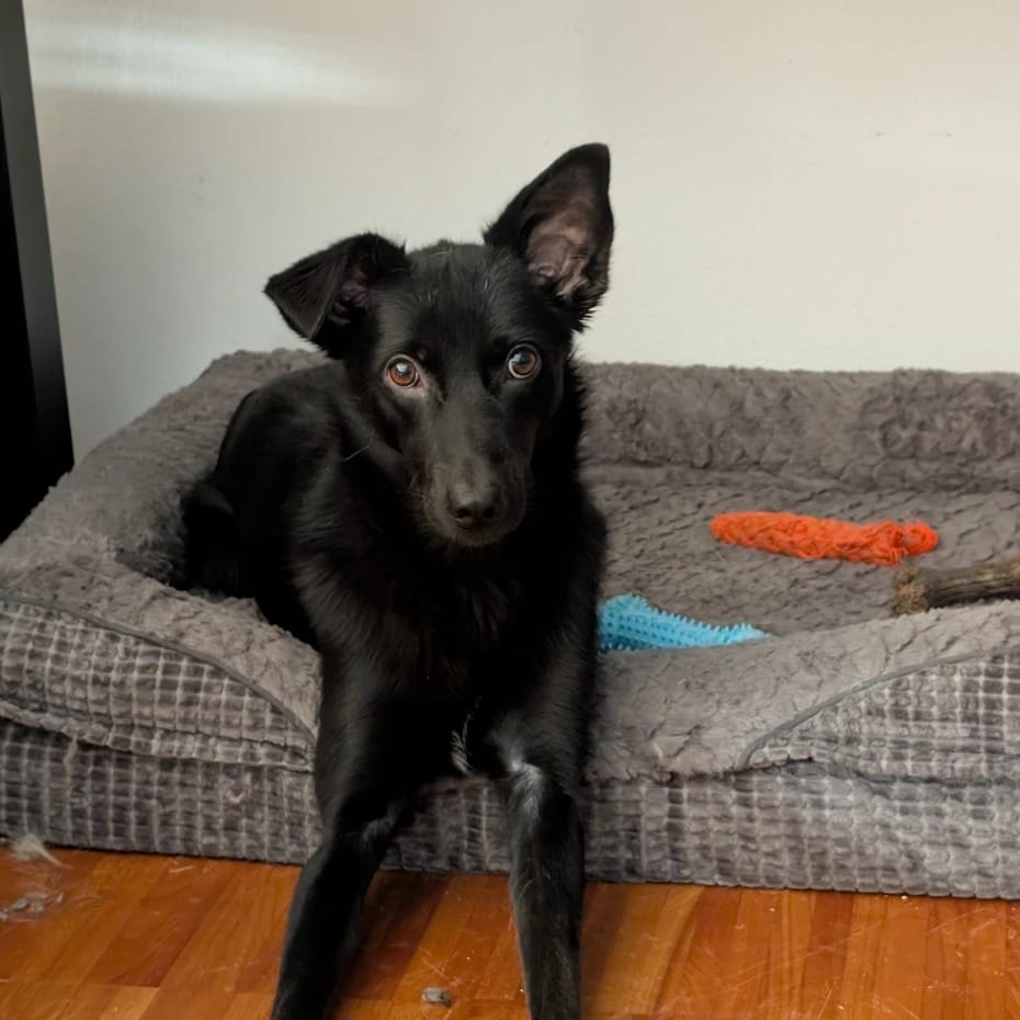 Kiri