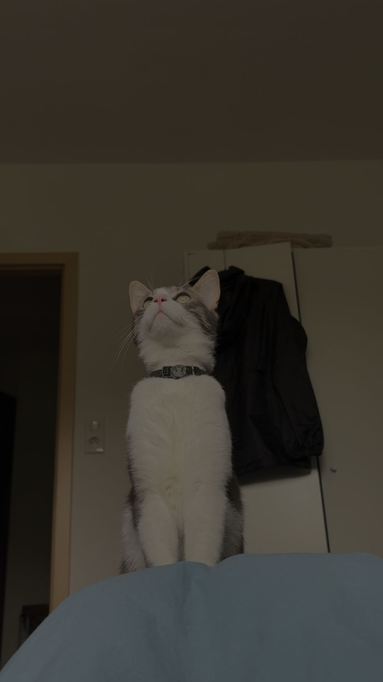 image-7