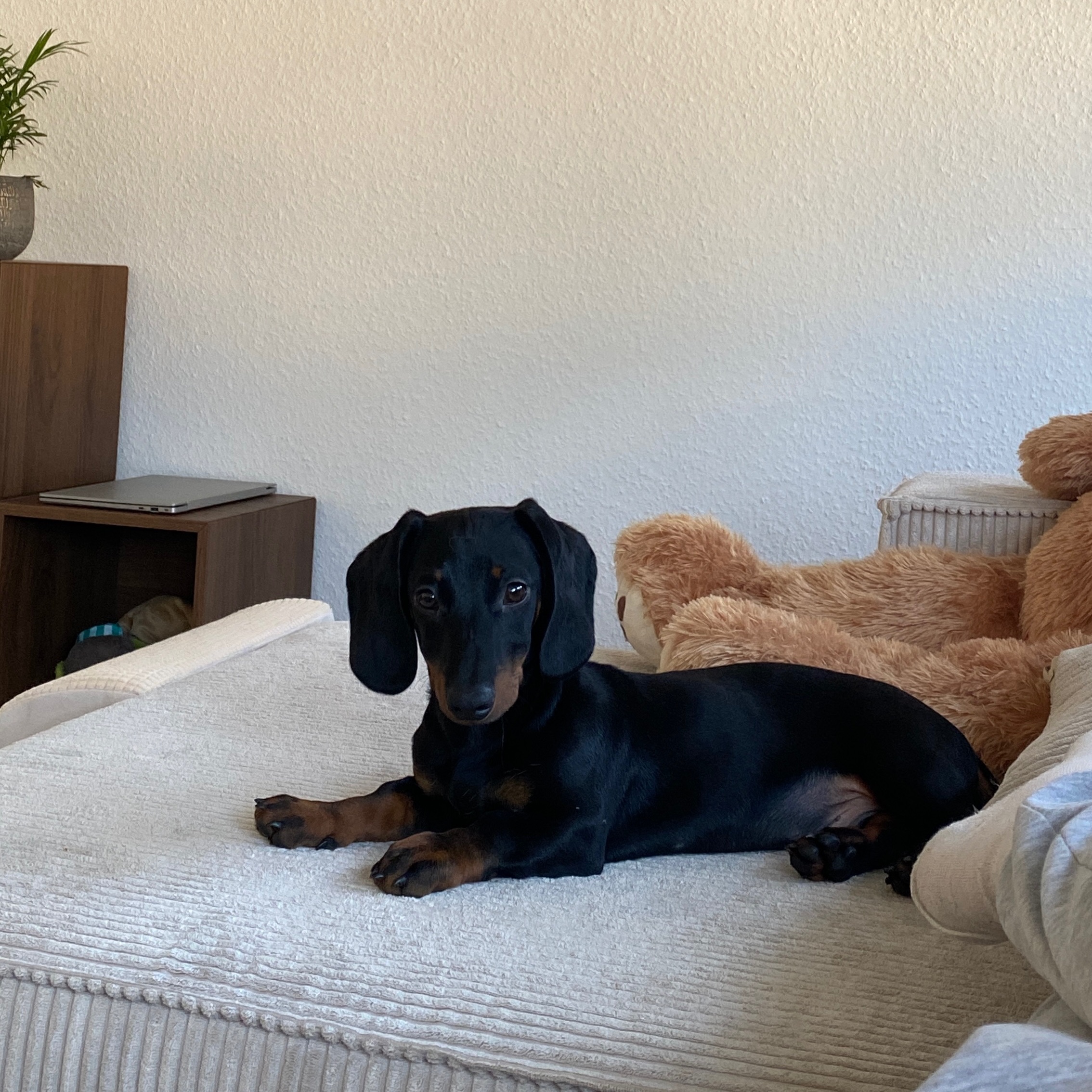 Winston