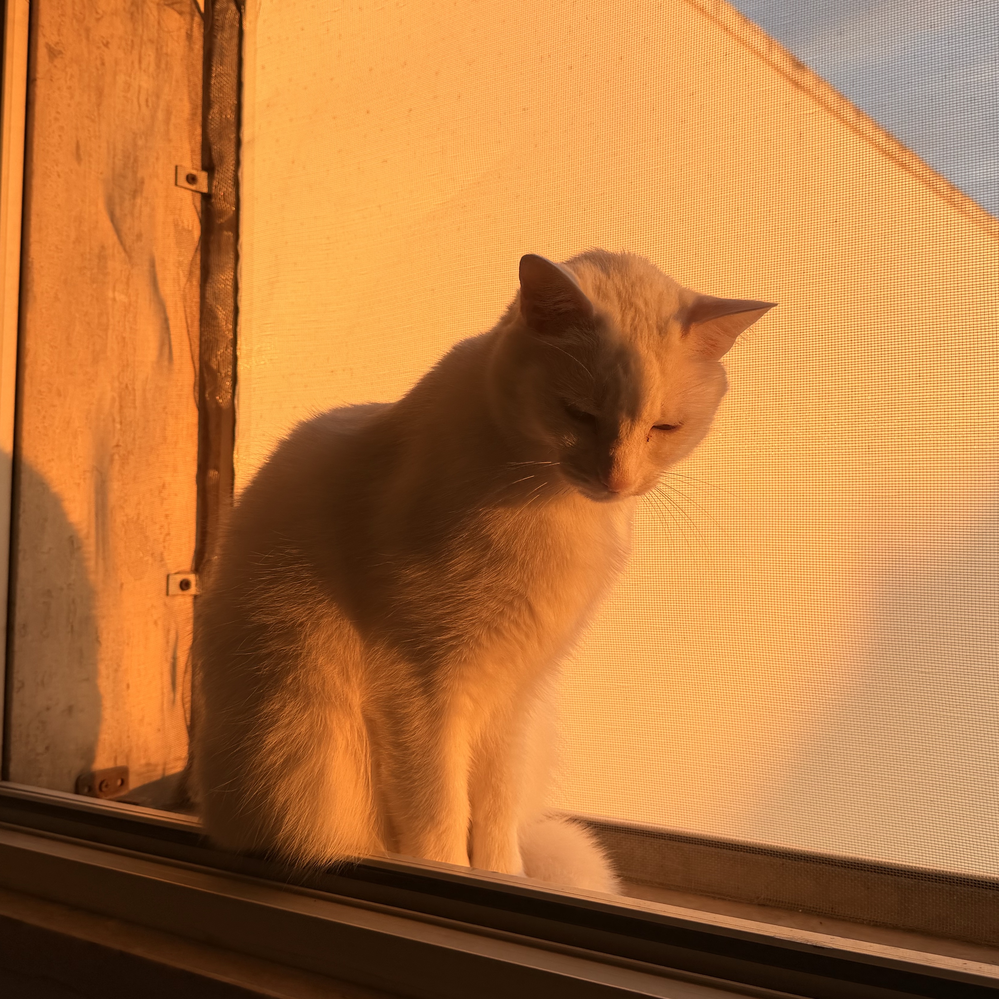 Tobia