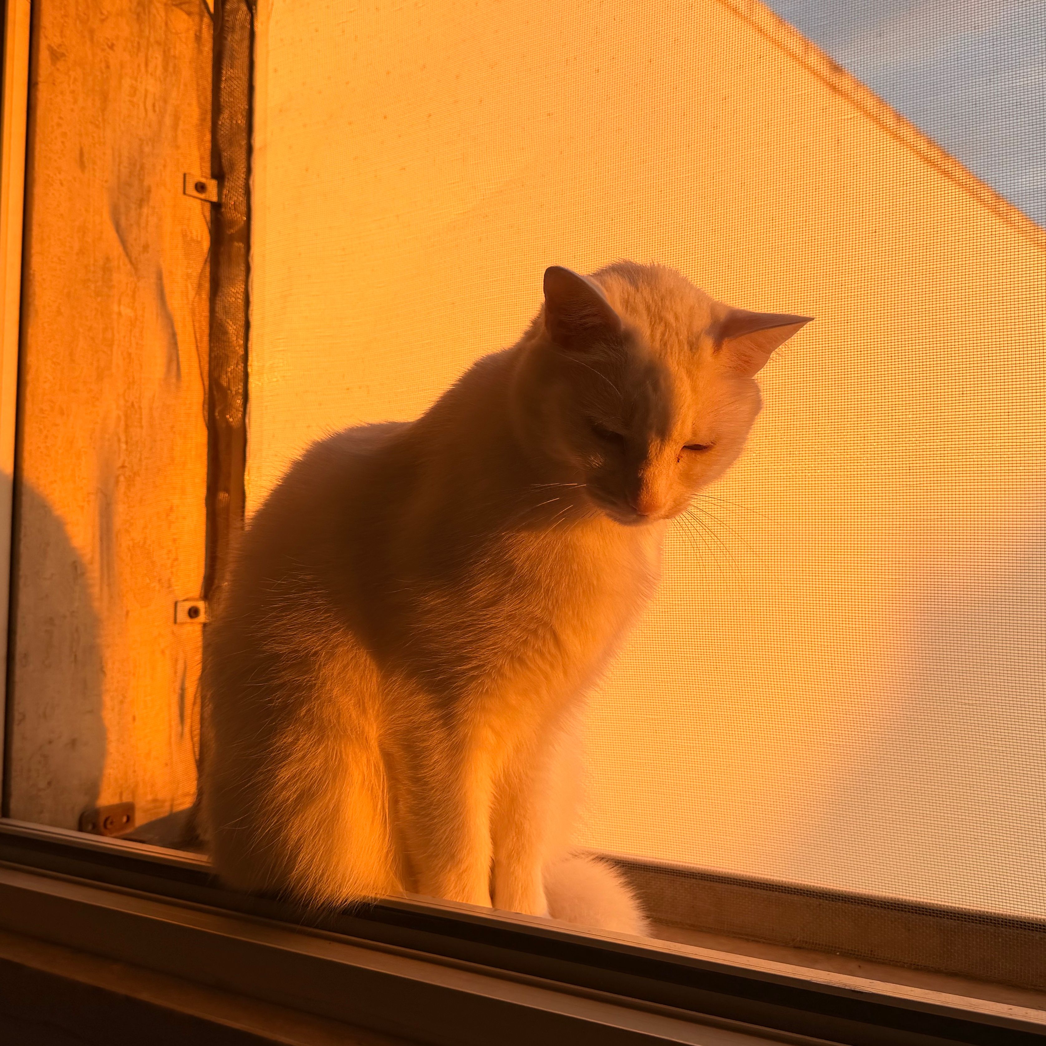Tobia