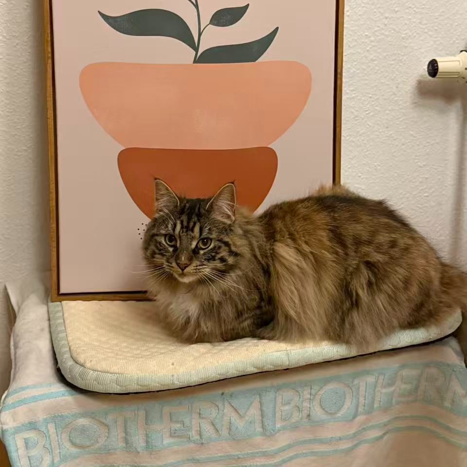 Bella