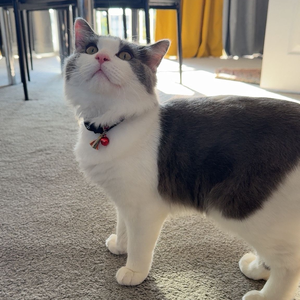 Nimbus
