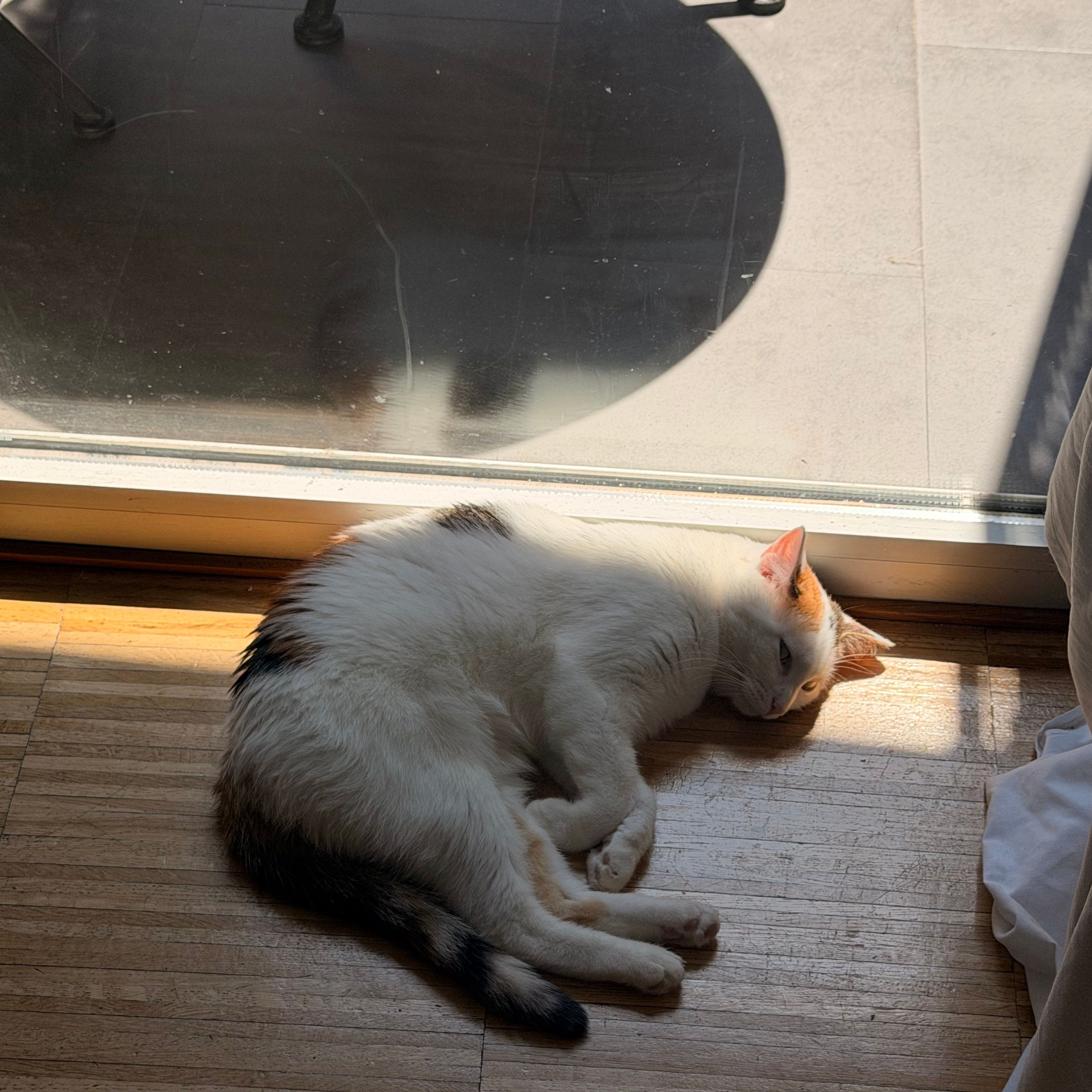 Mimosa
