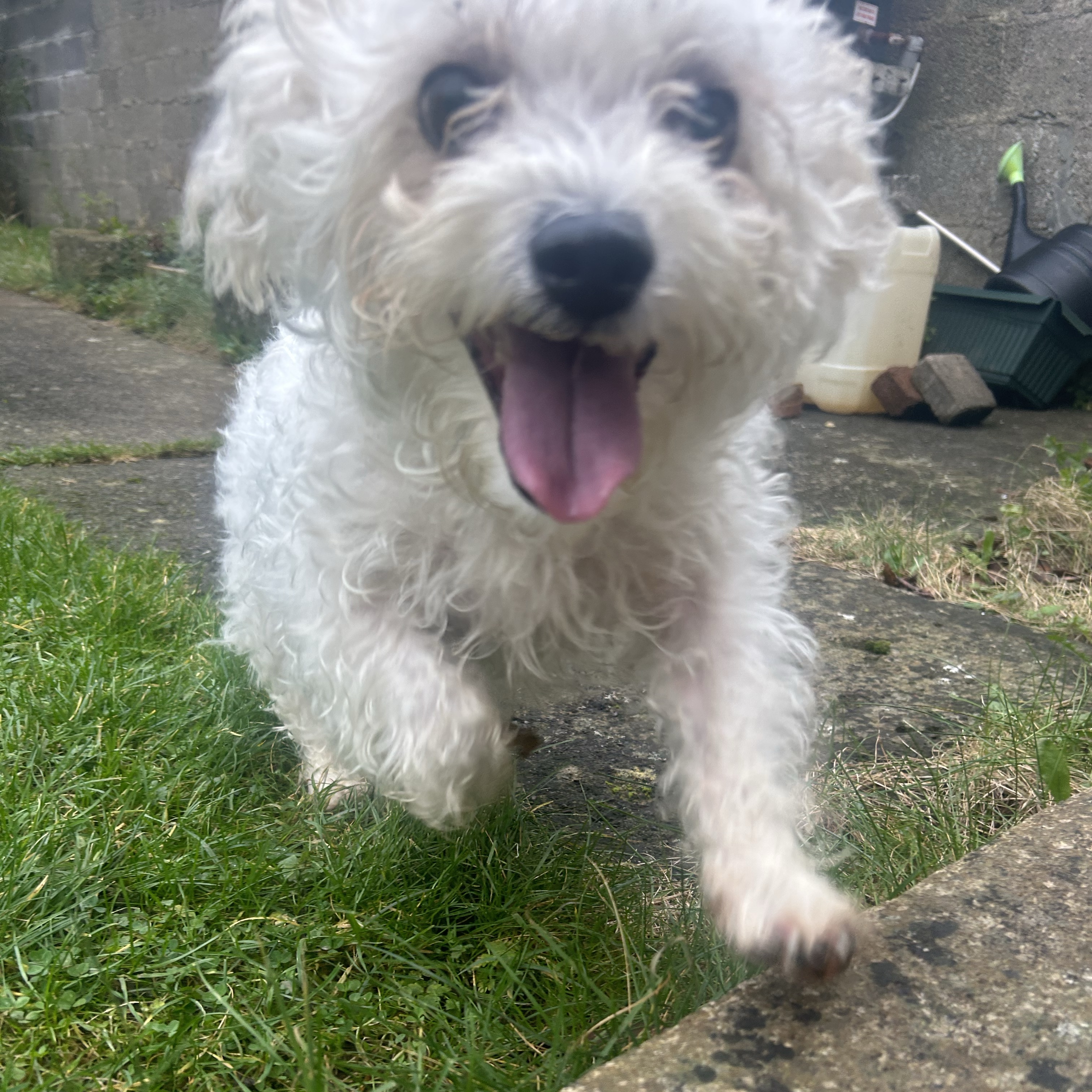 Bobby 