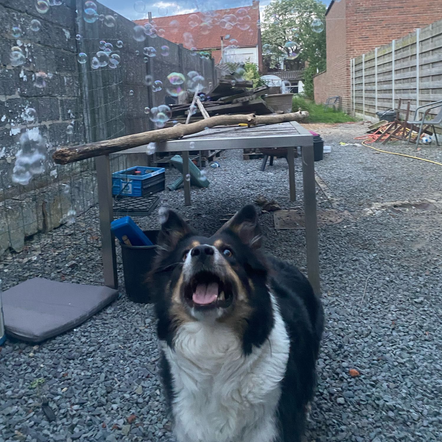 Izzy