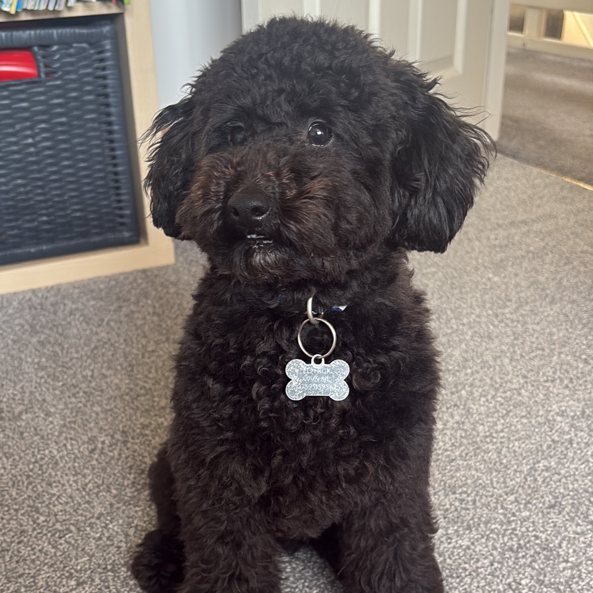 Alfie