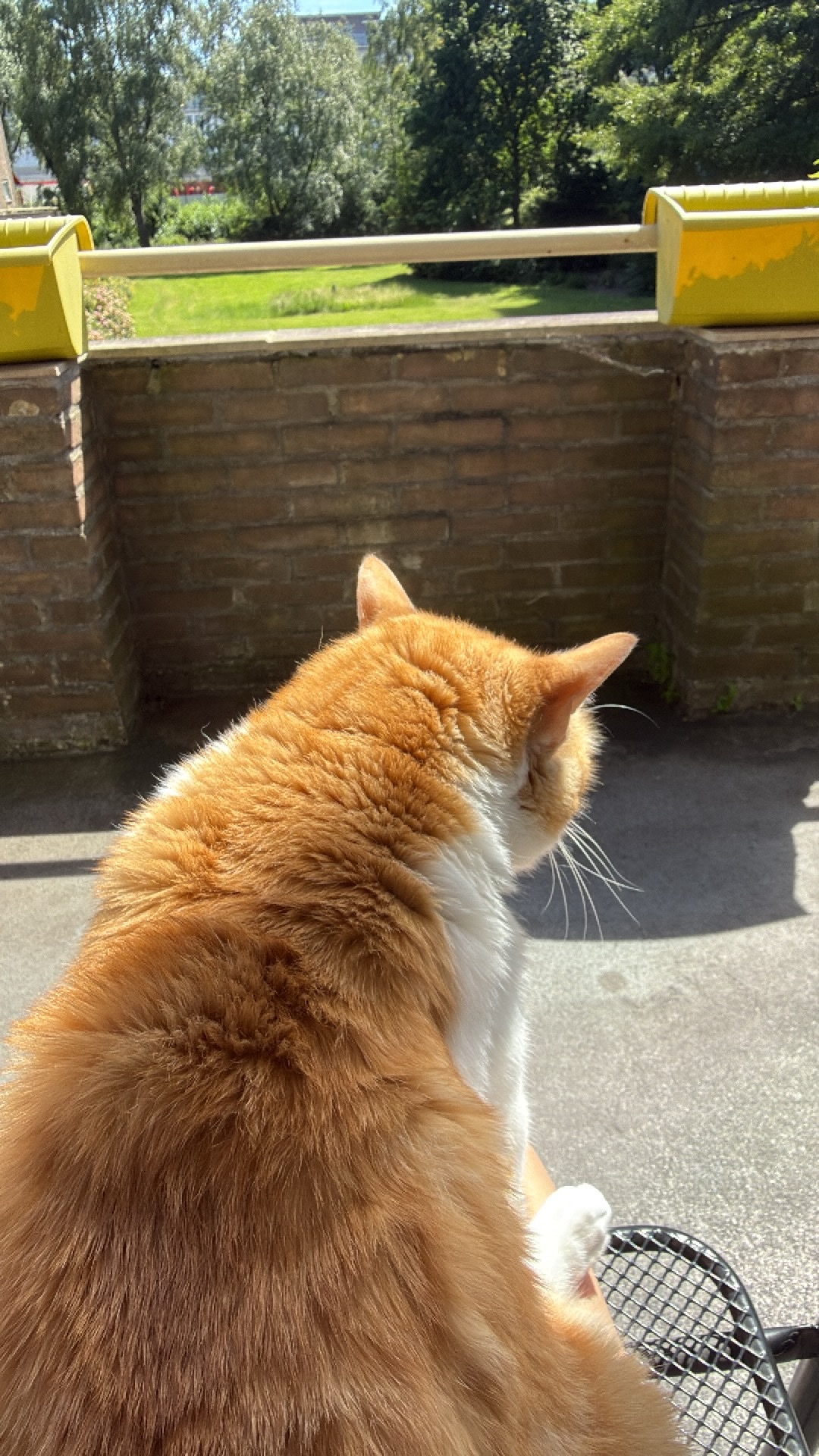 image-7