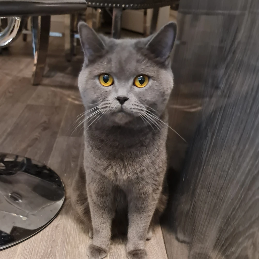 Leyla