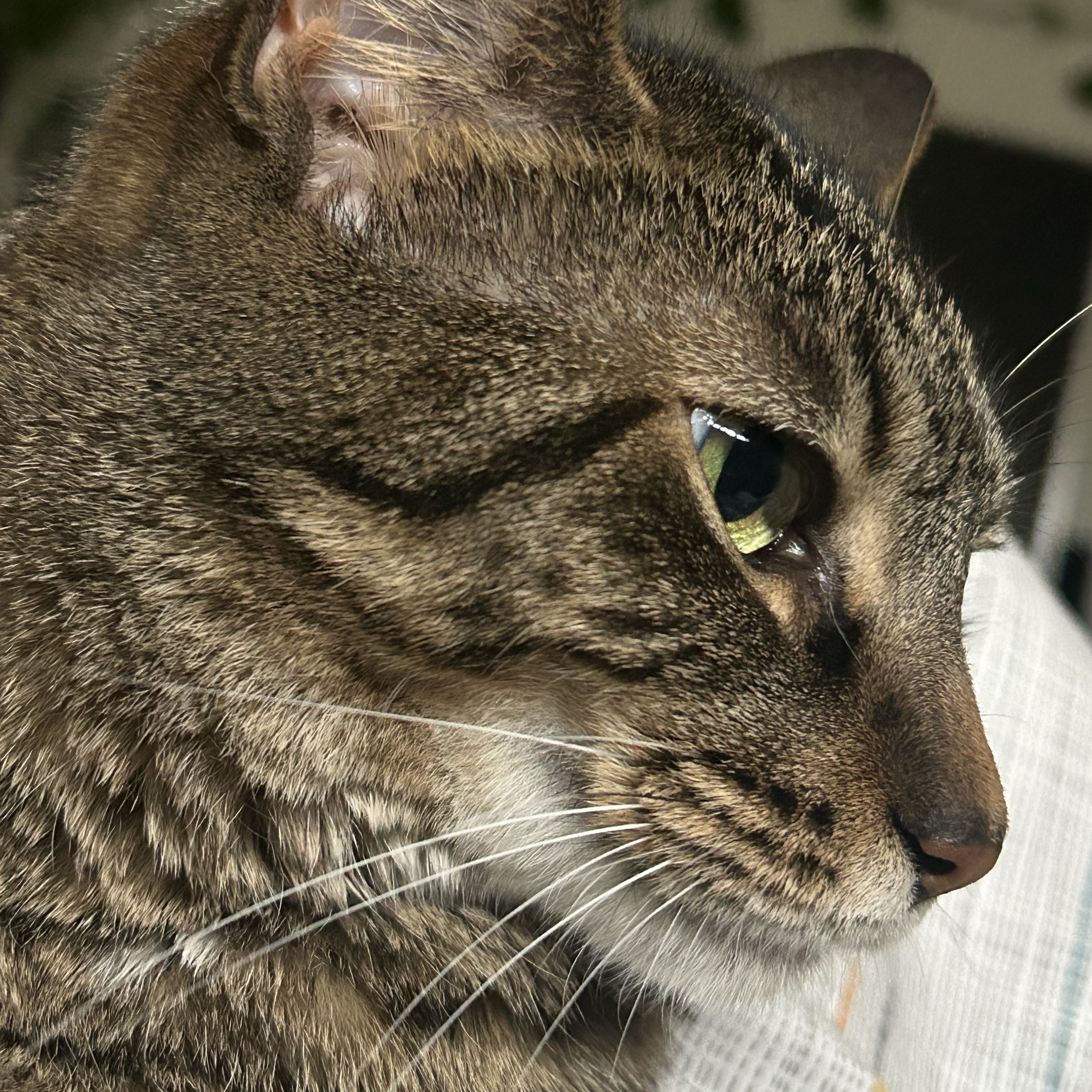 Chiqui