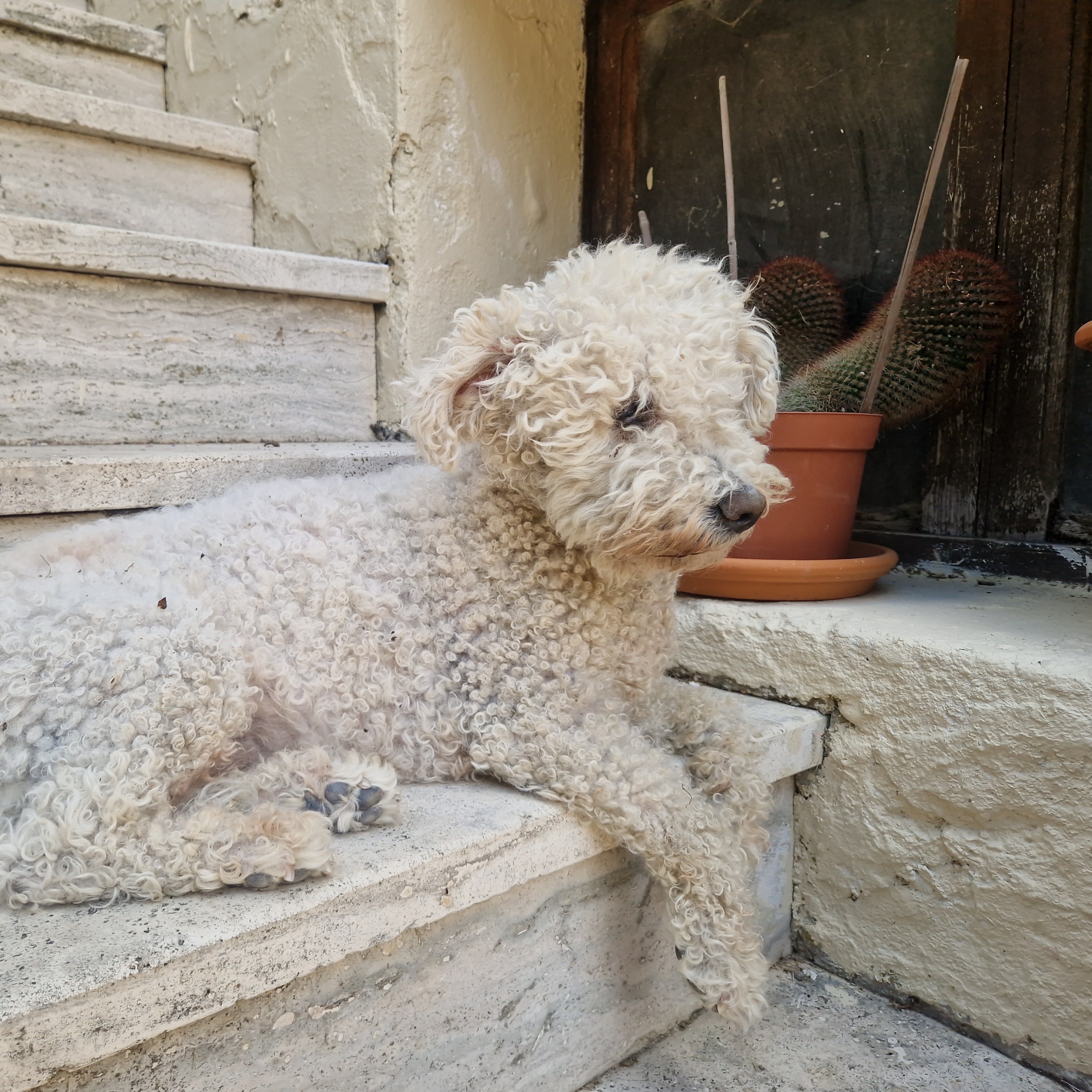Lucy
